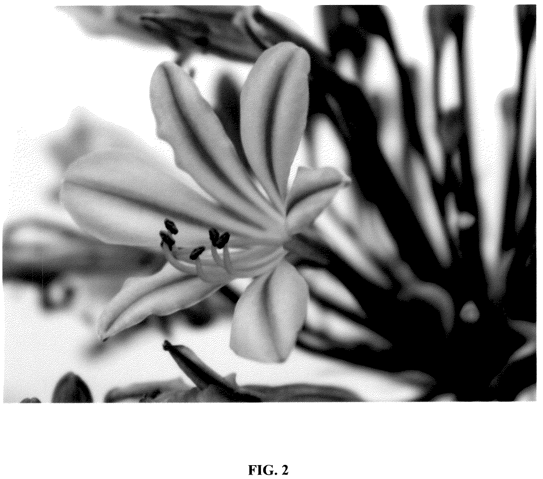 Patent USPP036722 Figure 2 – Agapanthus plant named ‘FO21BM110’