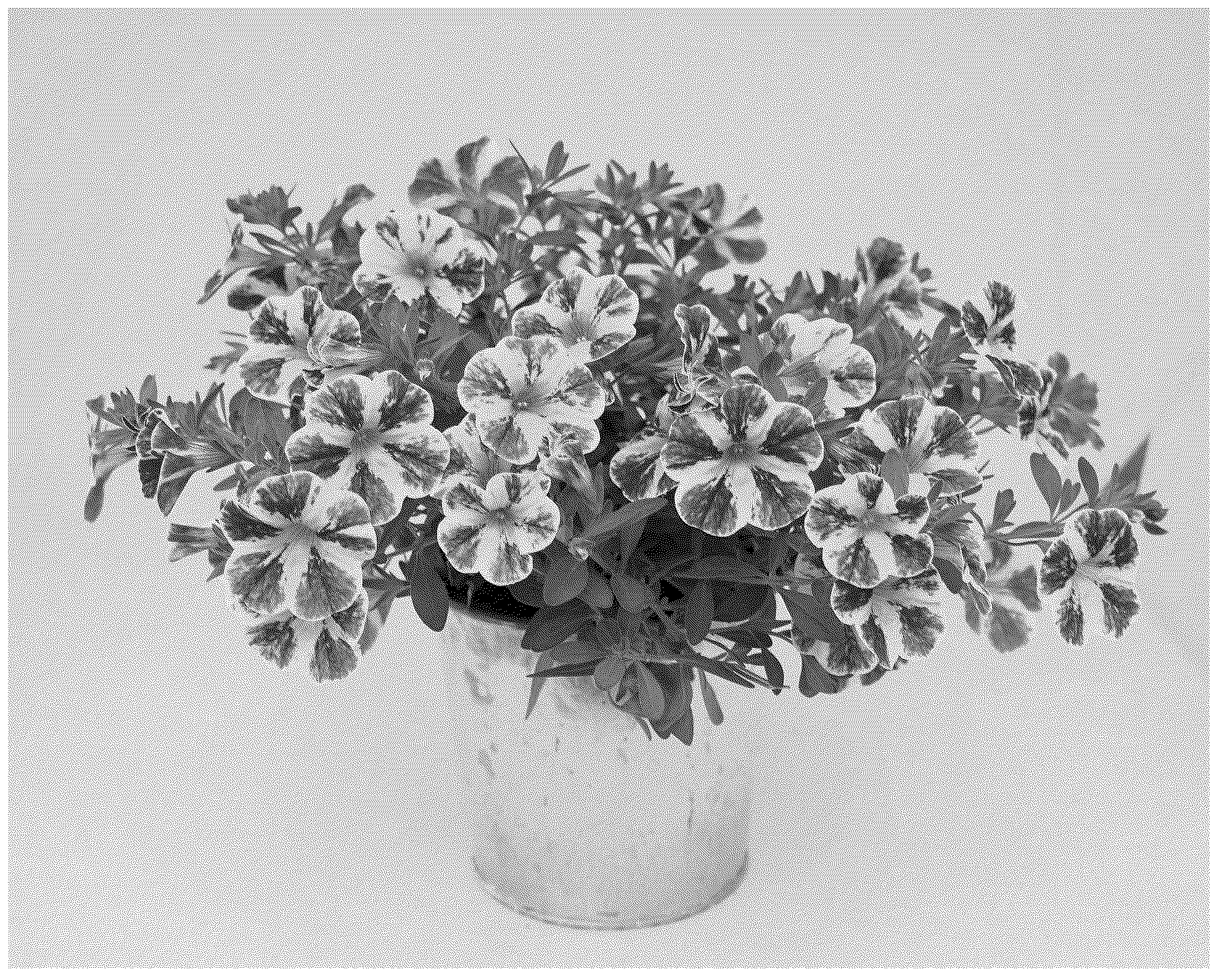 Patent USPP036723 Figure 1 – Calibrachoa plant named ‘KLECA23916’