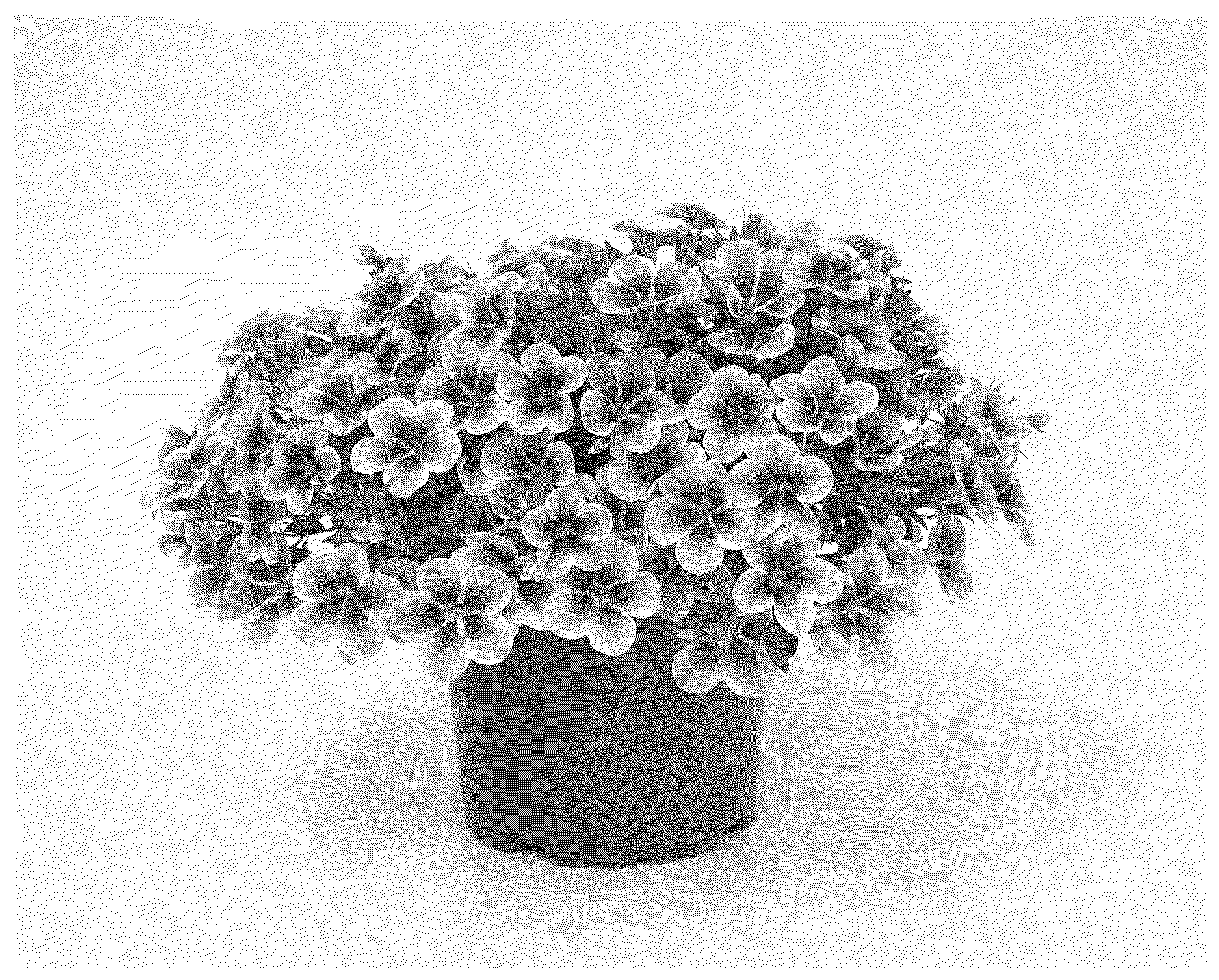 Patent USPP036724 Figure 1 – Calibrachoa plant named ‘KLECA23958’