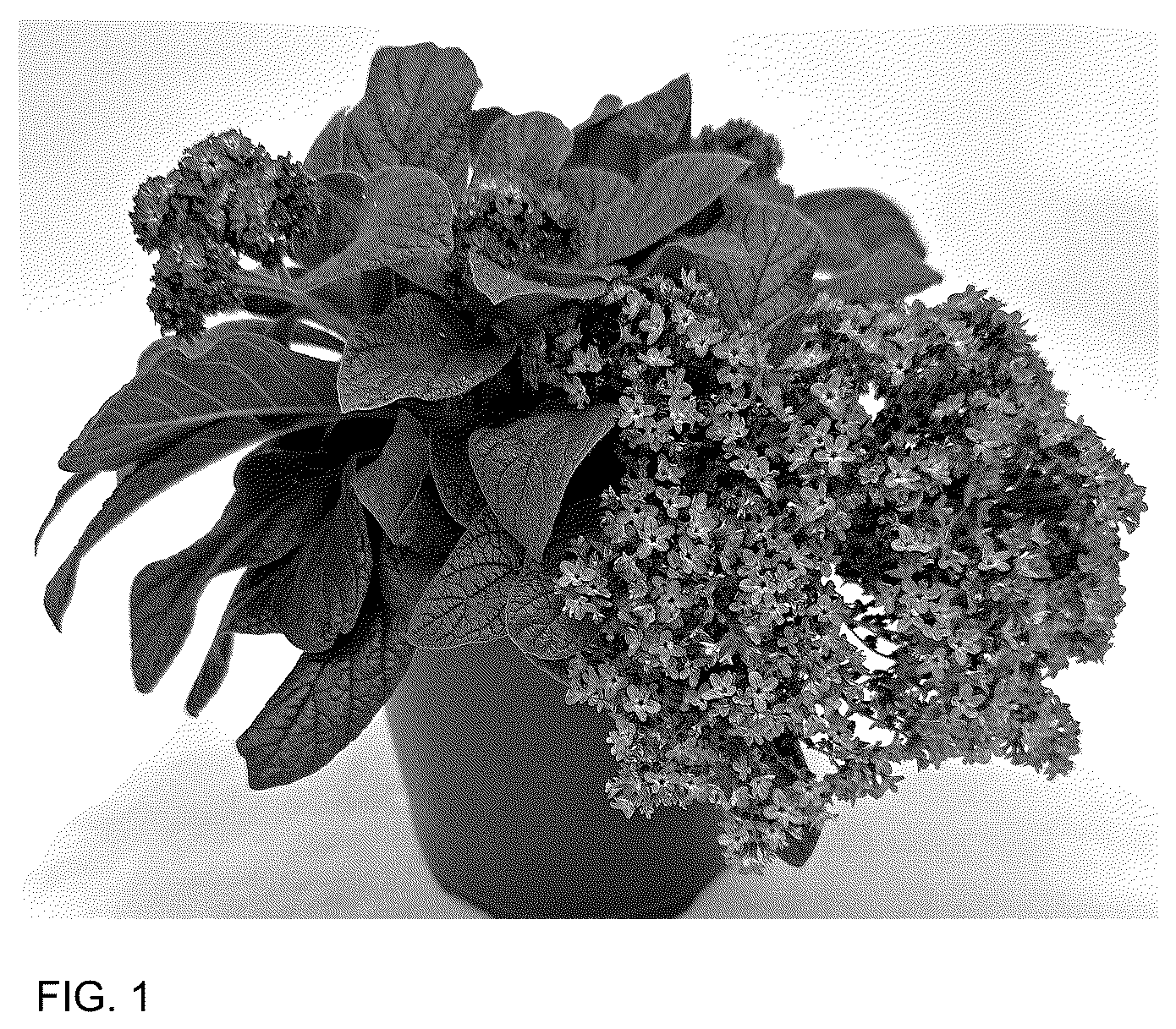 Patent USPP036725 — Heliotropium plant named ‘INHELAROPU’ — Figure 1