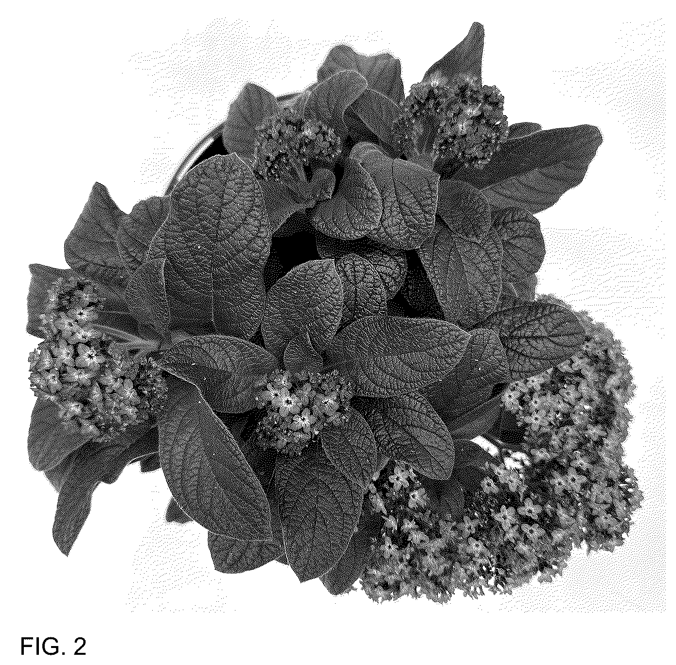 Patent USPP036725 Figure 2 – Heliotropium plant named ‘INHELAROPU’