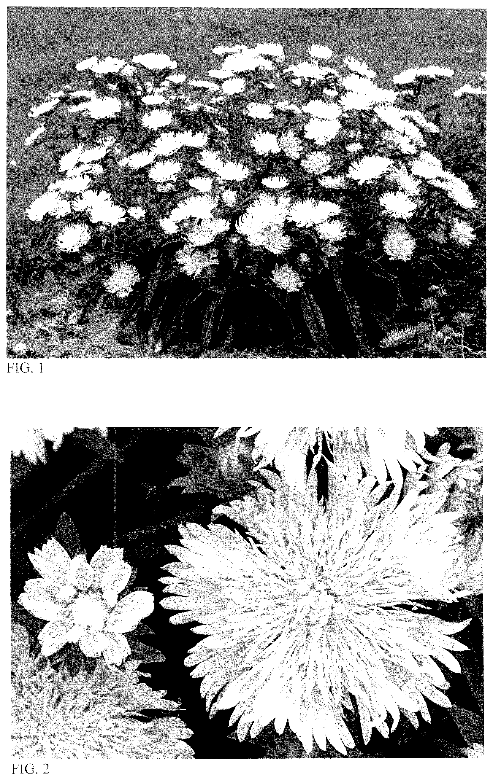 Patent USPP036726 — Stokesia plant named ‘Whitecaps’ — Figure 1