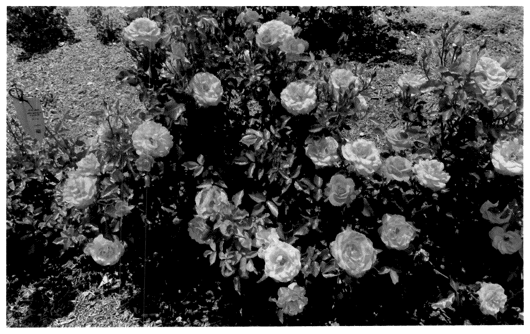 Patent USPP036727 — Floribunda rose plant named ‘KORneukap’ — Figure 1