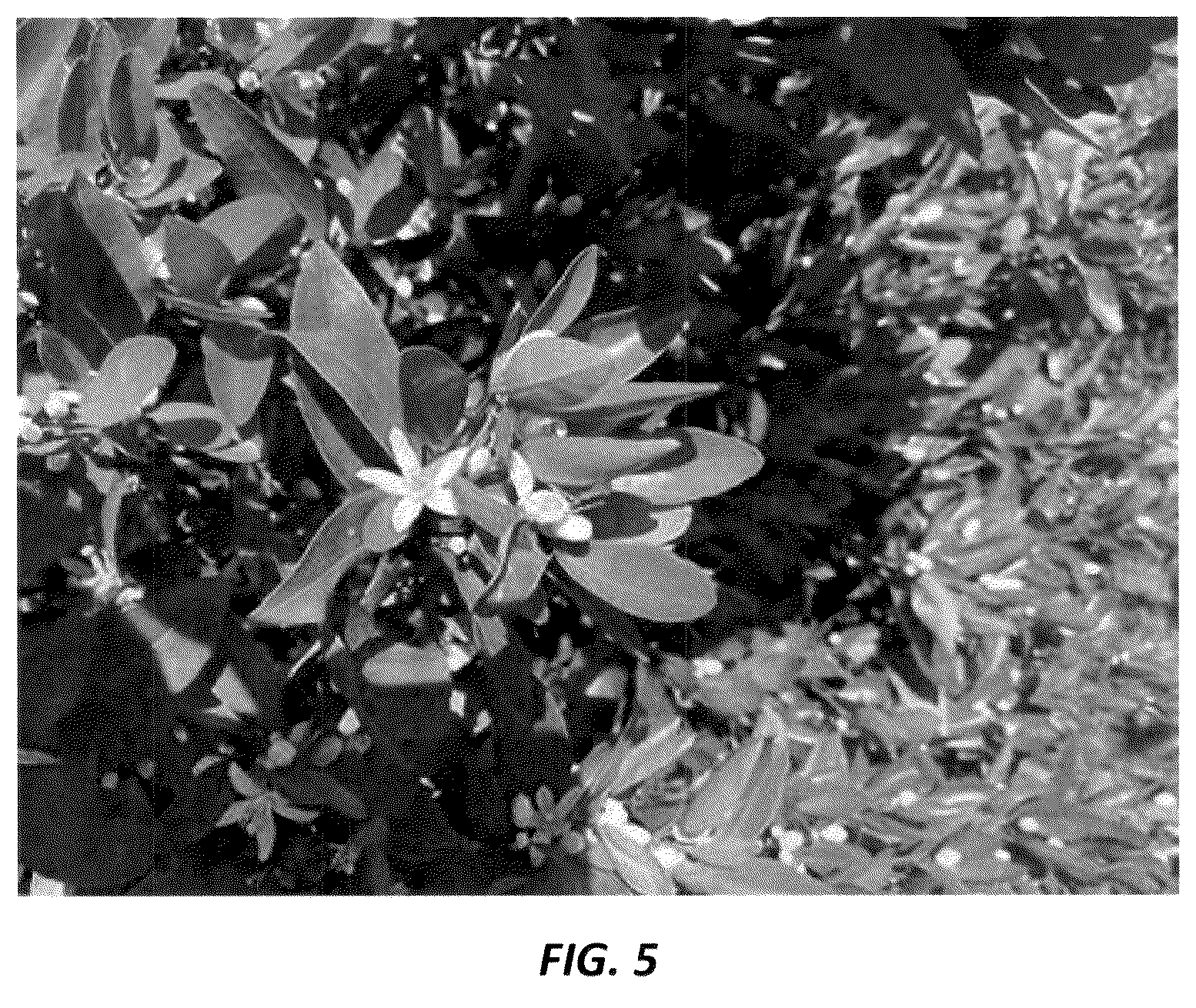 Patent USPP036728 Figure 5 – Mandarin plant named ‘N40W-5-1’