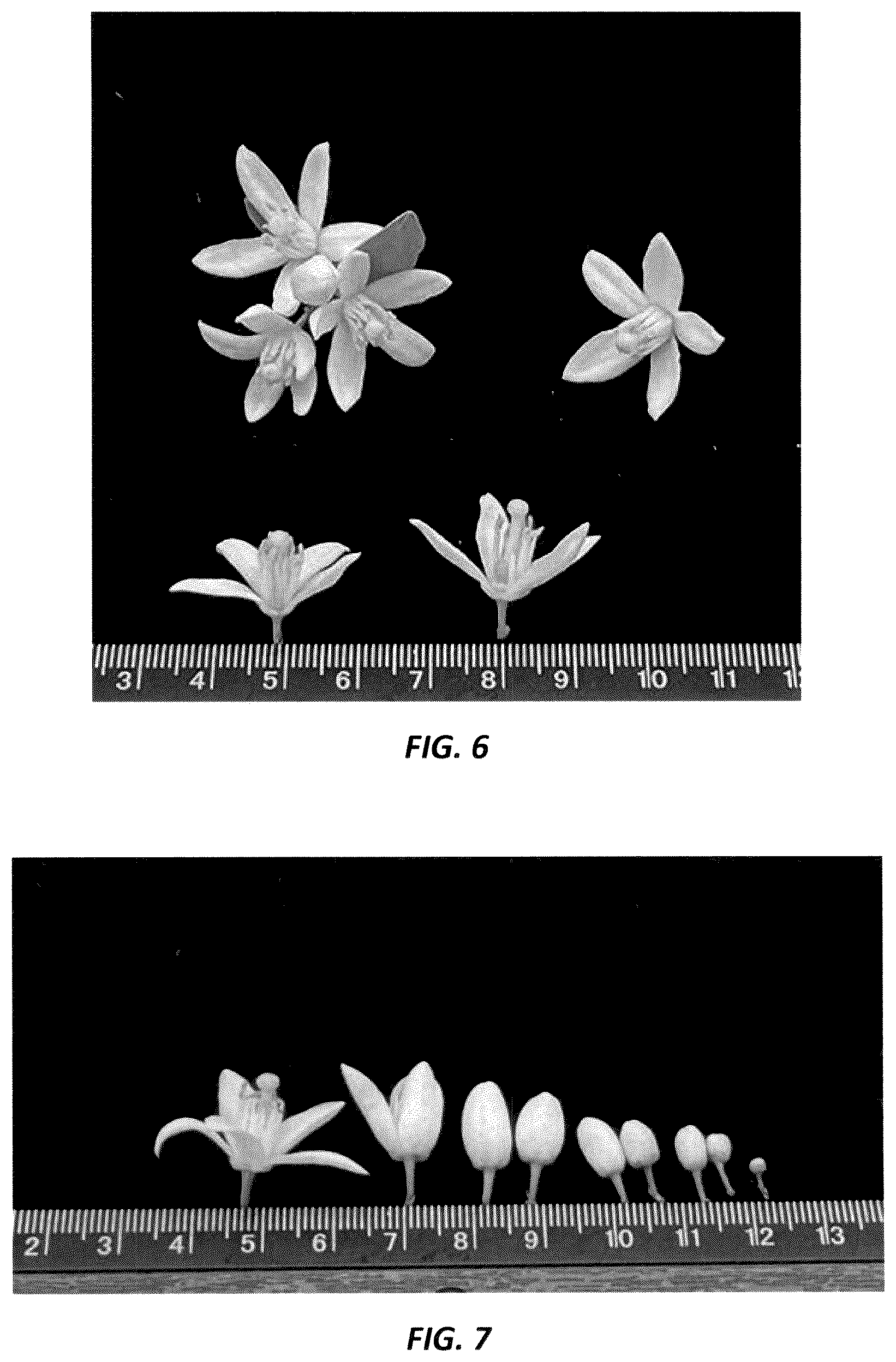 Patent USPP036728 Figure 6 – Mandarin plant named ‘N40W-5-1’