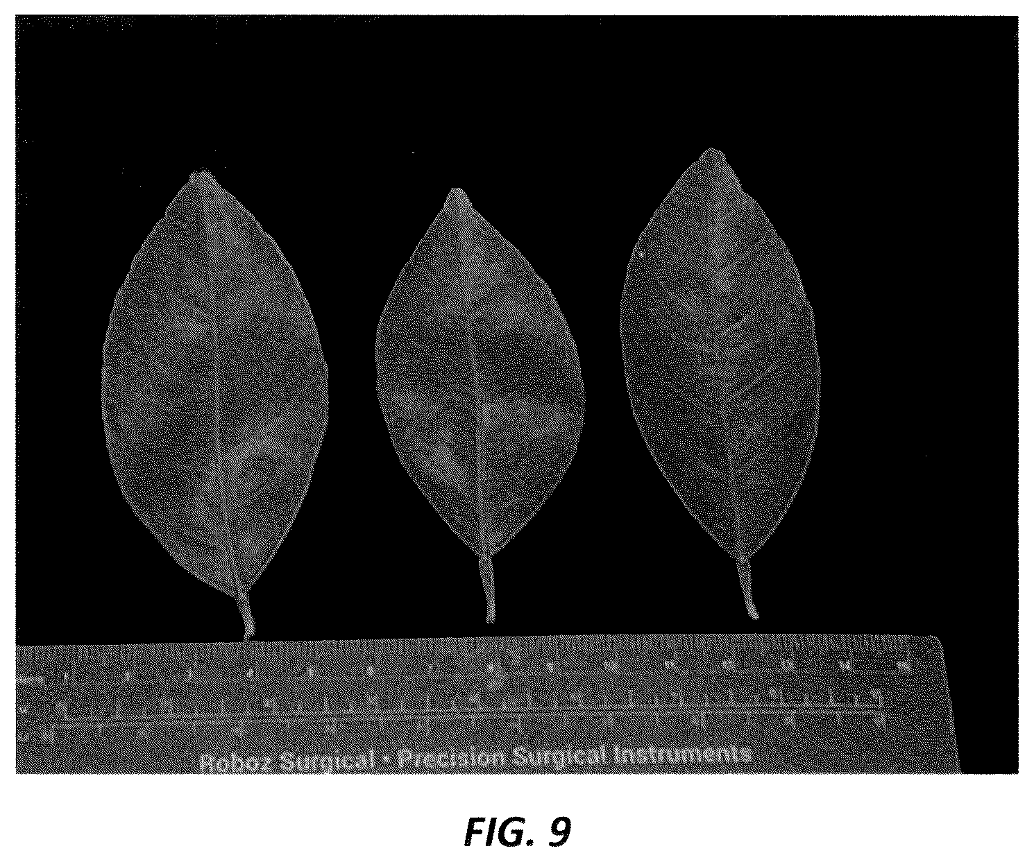 Patent USPP036728 Figure 8 – Mandarin plant named ‘N40W-5-1’