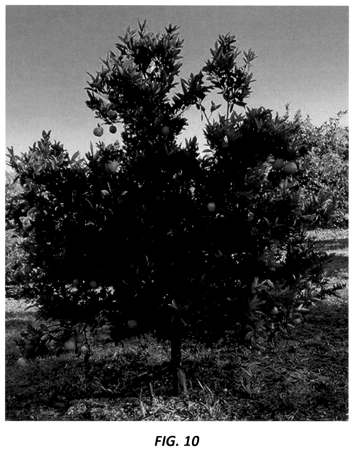 Patent USPP036728 Figure 9 – Mandarin plant named ‘N40W-5-1’