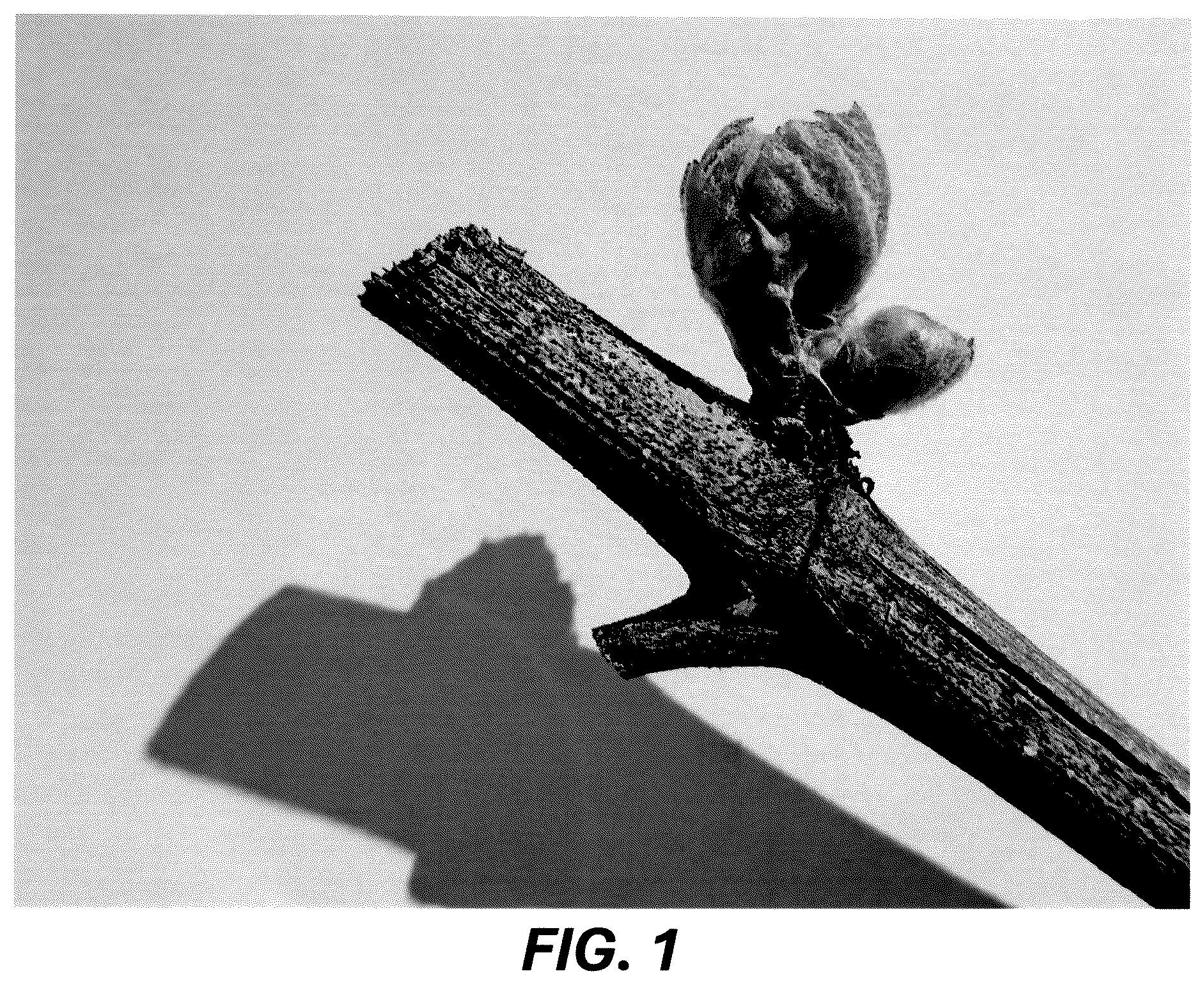 Patent USPP036729 Figure 1 – Grape plant named ‘Resilience’
