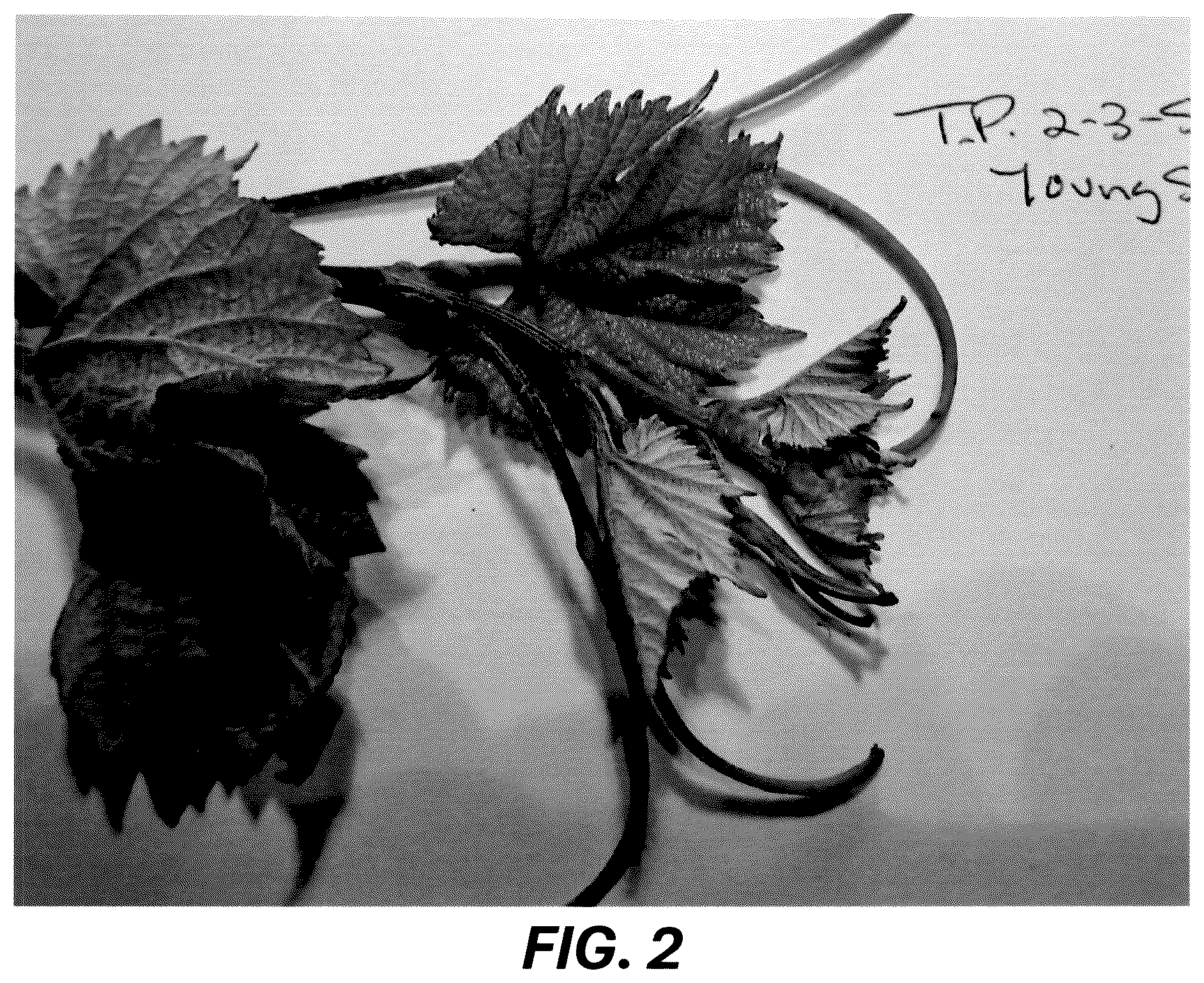 Patent USPP036729 Figure 2 – Grape plant named ‘Resilience’