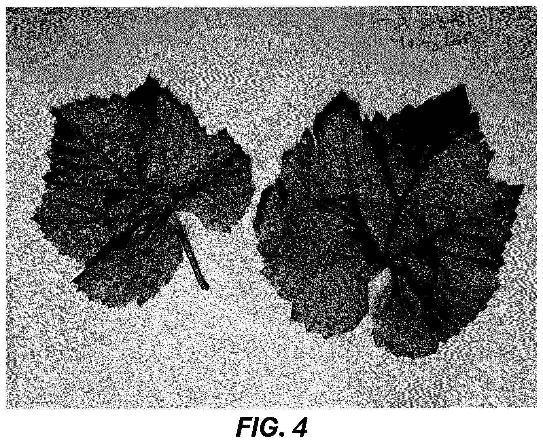 Patent USPP036729 Figure 4 – Grape plant named ‘Resilience’