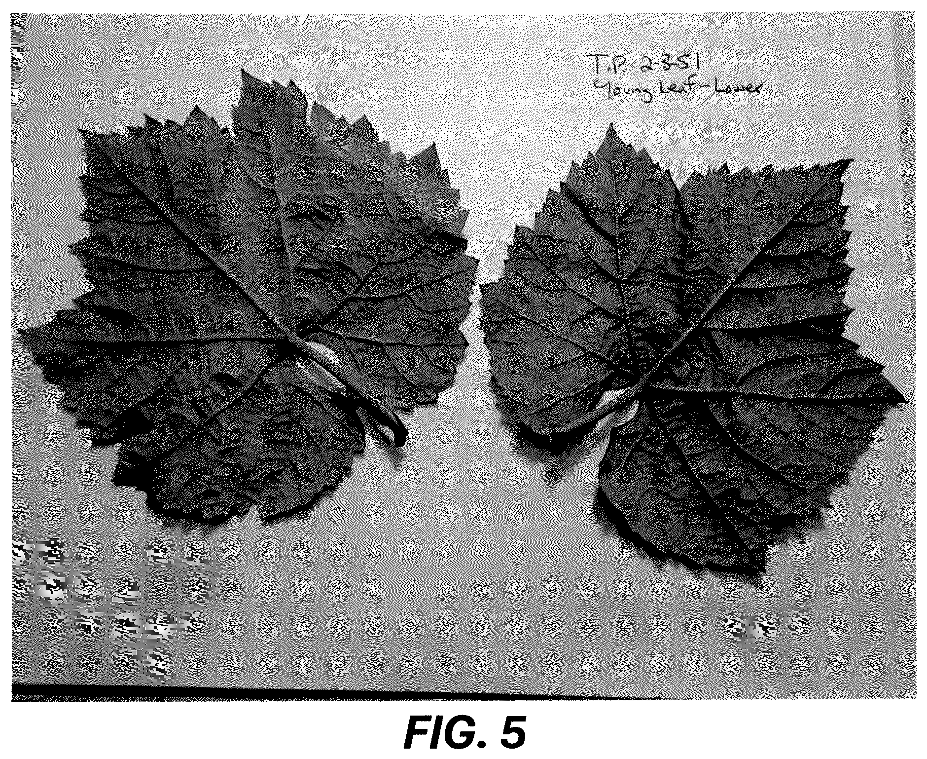 Patent USPP036729 Figure 5 – Grape plant named ‘Resilience’