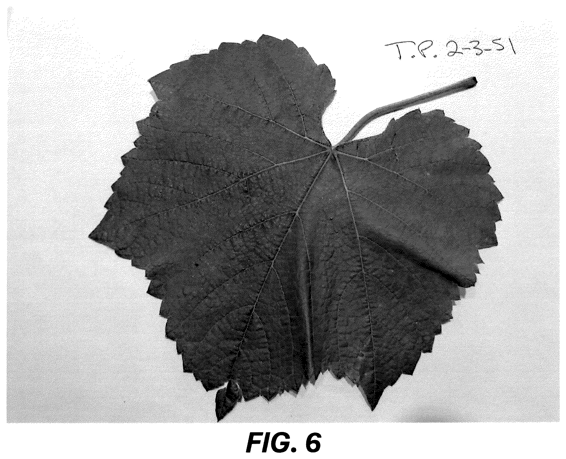 Patent USPP036729 Figure 6 – Grape plant named ‘Resilience’