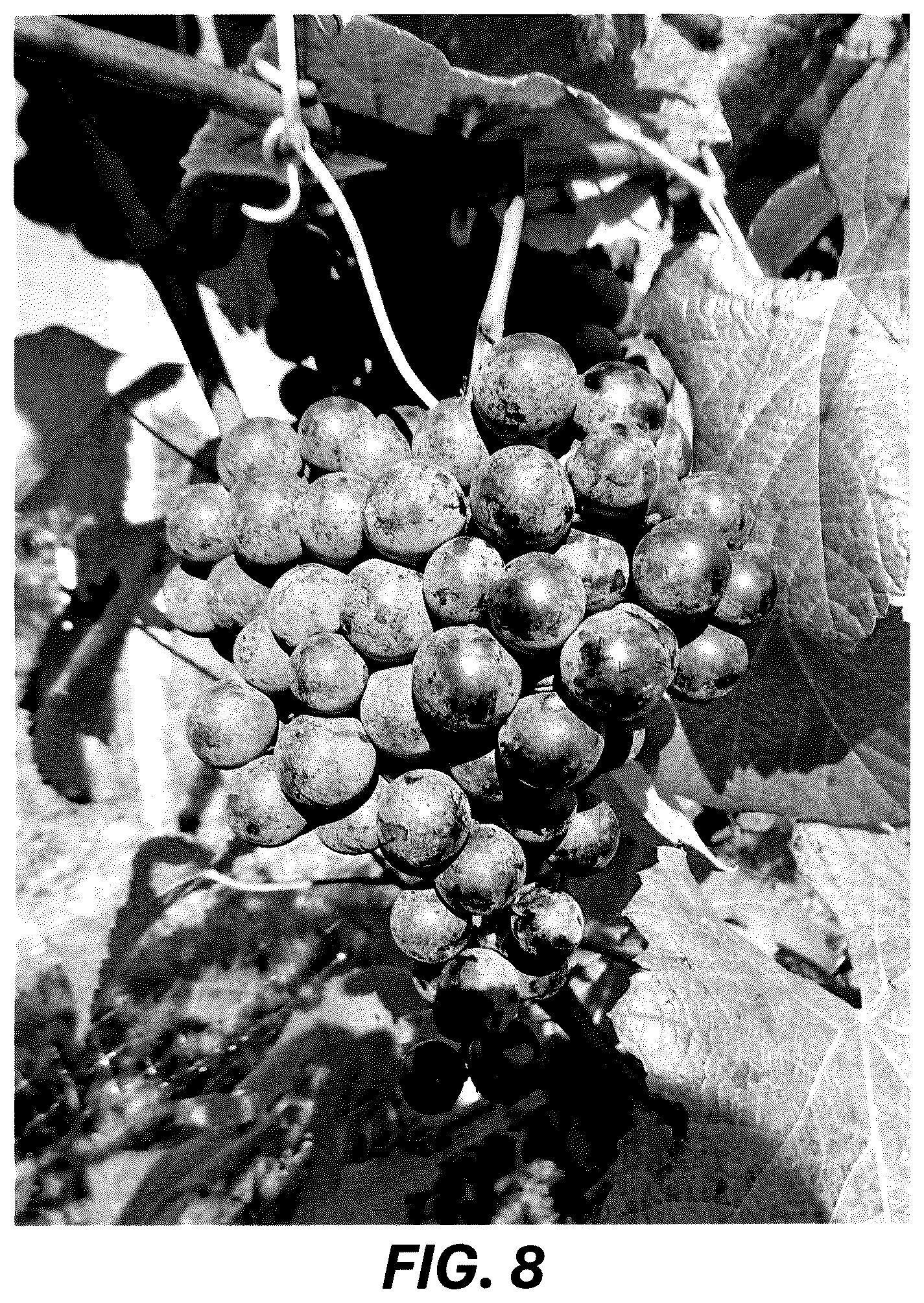 Patent USPP036729 Figure 8 – Grape plant named ‘Resilience’