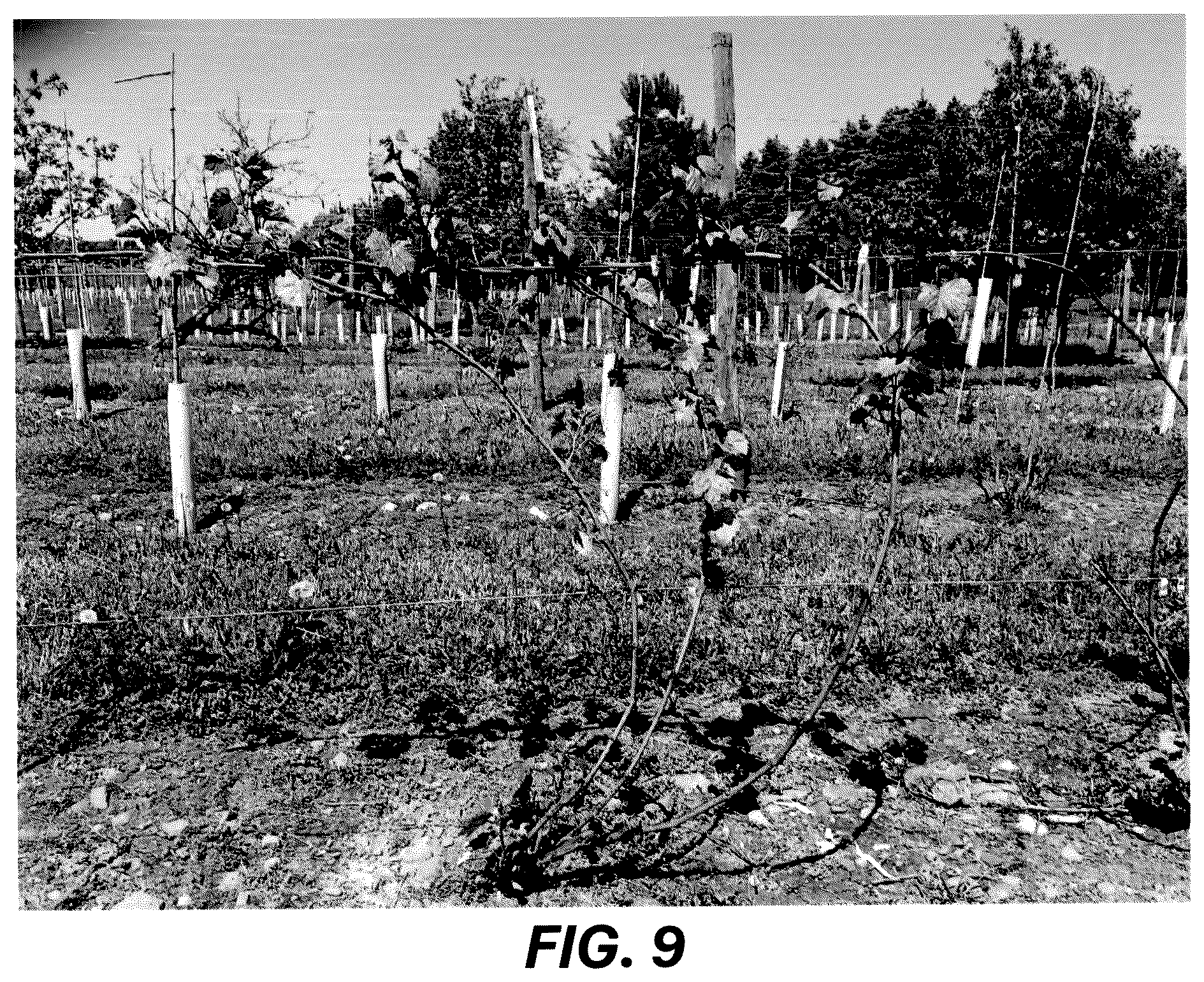 Patent USPP036729 Figure 9 – Grape plant named ‘Resilience’