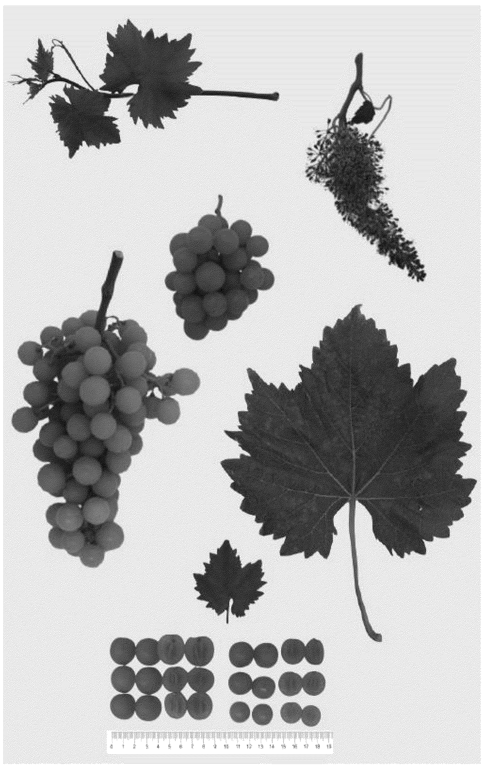 Patent USPP036730 Figure 1 – Grapevine plant named ‘BLOMG03’