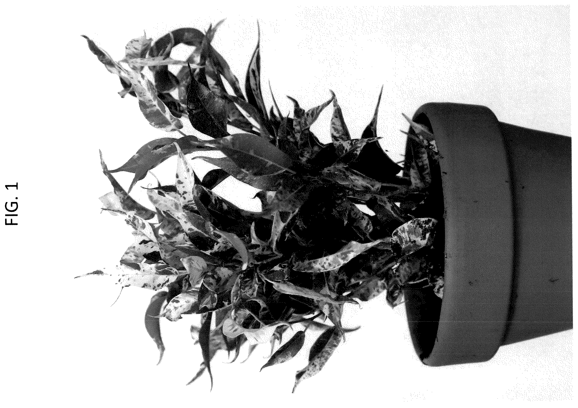 Patent USPP036731 Figure 1 – Ficus plant named ‘YAMKIMA’