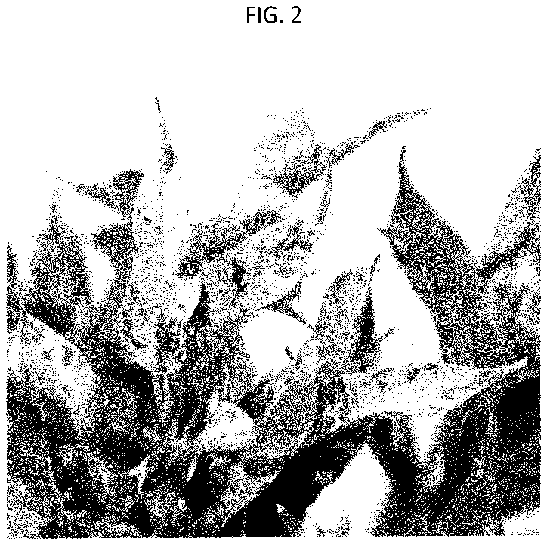 Patent USPP036731 Figure 2 – Ficus plant named ‘YAMKIMA’