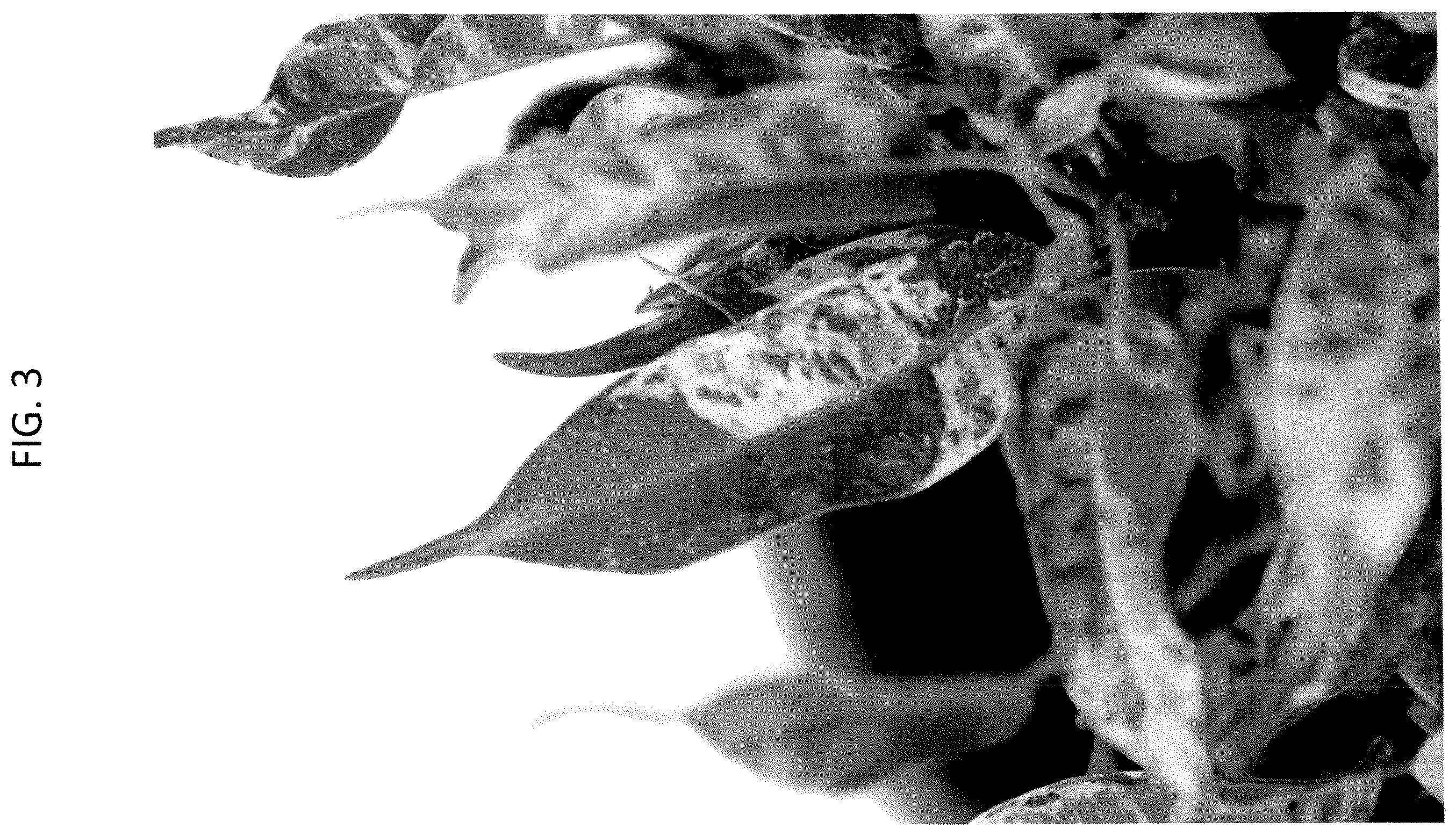 Patent USPP036731 Figure 3 – Ficus plant named ‘YAMKIMA’