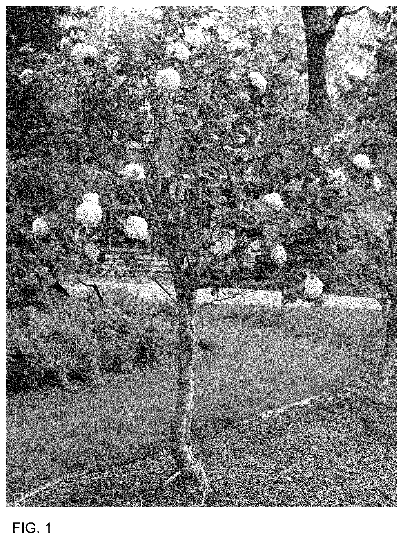 Patent USPP036732 — Viburnum plant named ‘SMNVCST’ — Figure 1