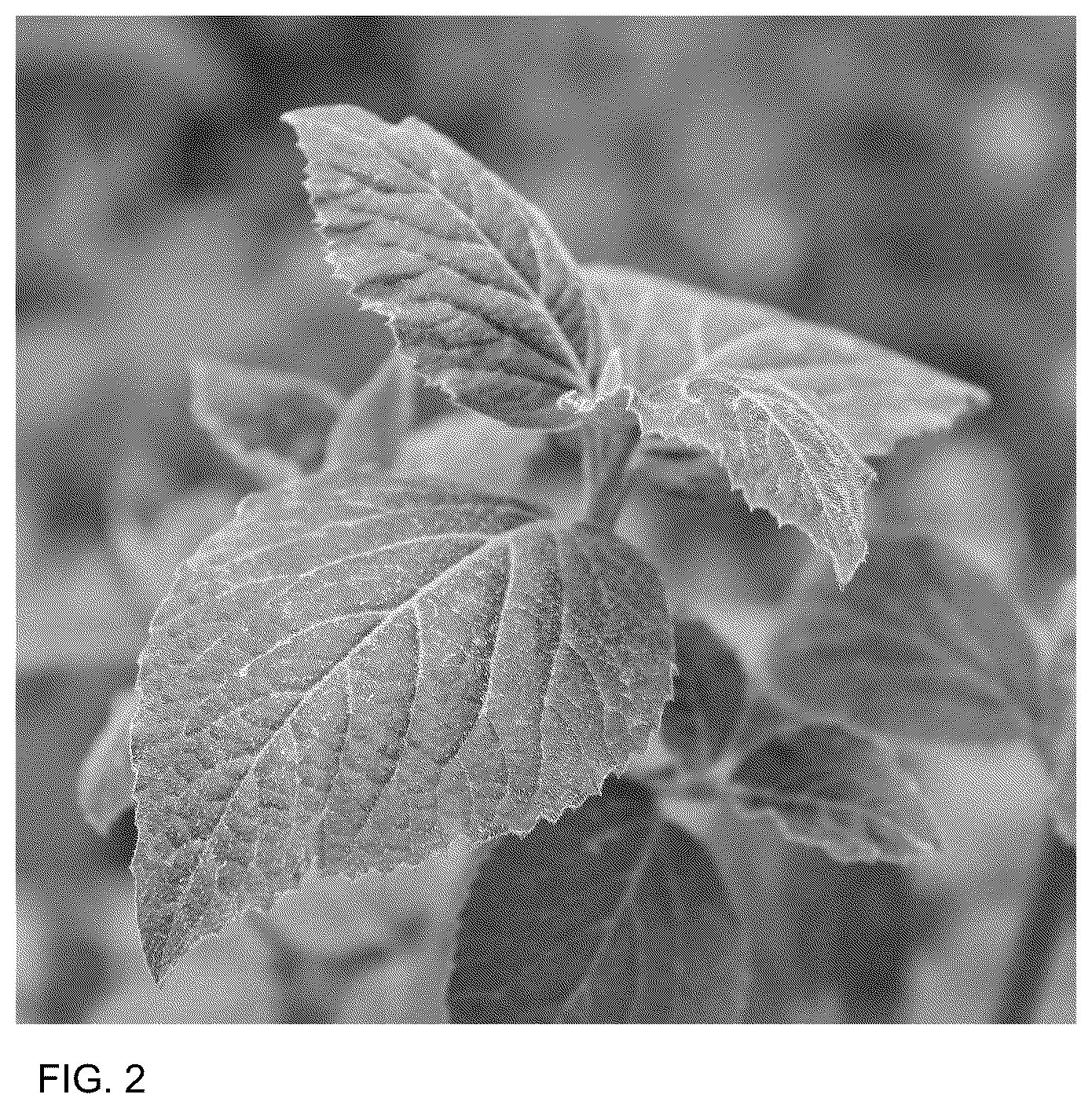 Patent USPP036732 Figure 2 – Viburnum plant named ‘SMNVCST’