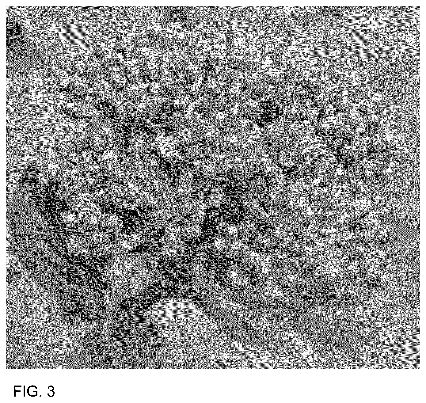 Patent USPP036732 Figure 3 – Viburnum plant named ‘SMNVCST’