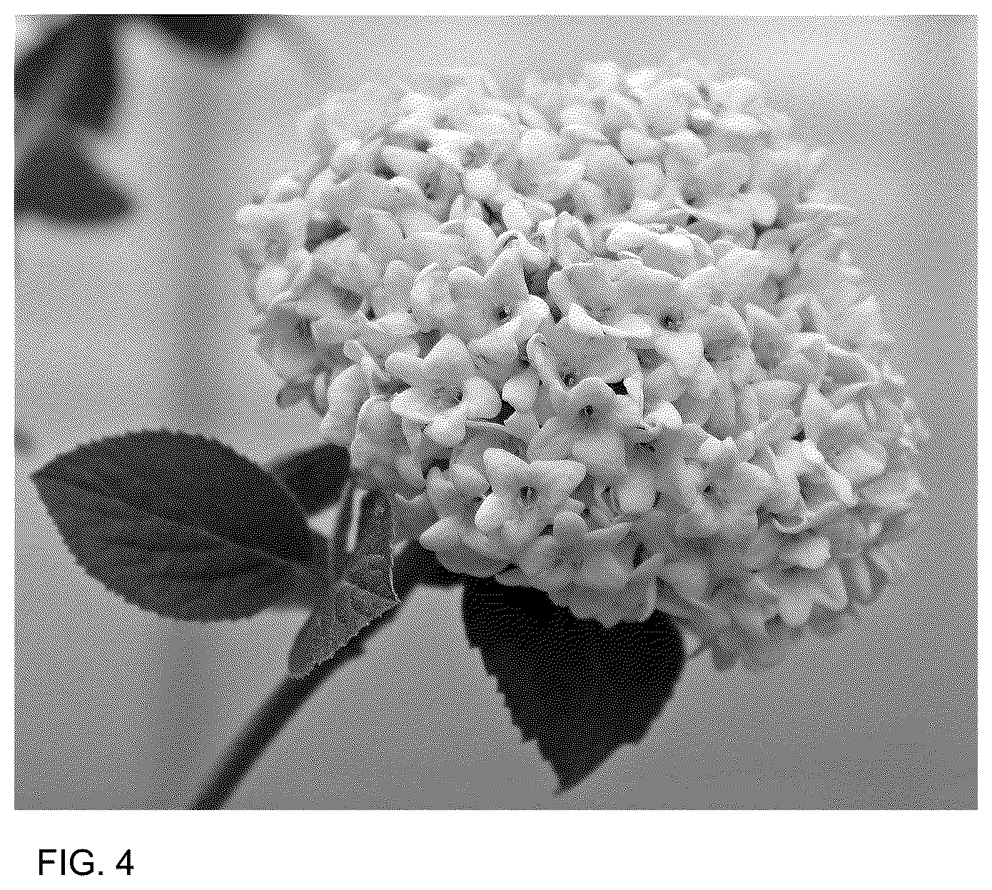 Patent USPP036732 Figure 4 – Viburnum plant named ‘SMNVCST’