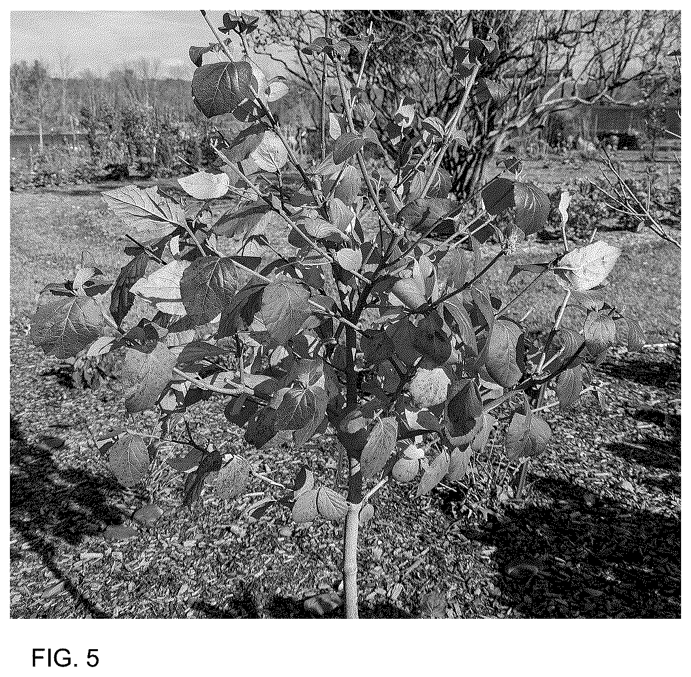 Patent USPP036732 Figure 5 – Viburnum plant named ‘SMNVCST’
