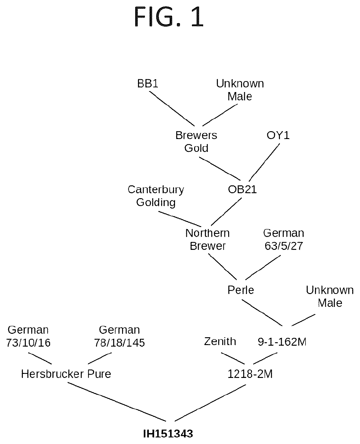 Patent USPP036734 Figure 1 – Hop plant named ‘IH151343’