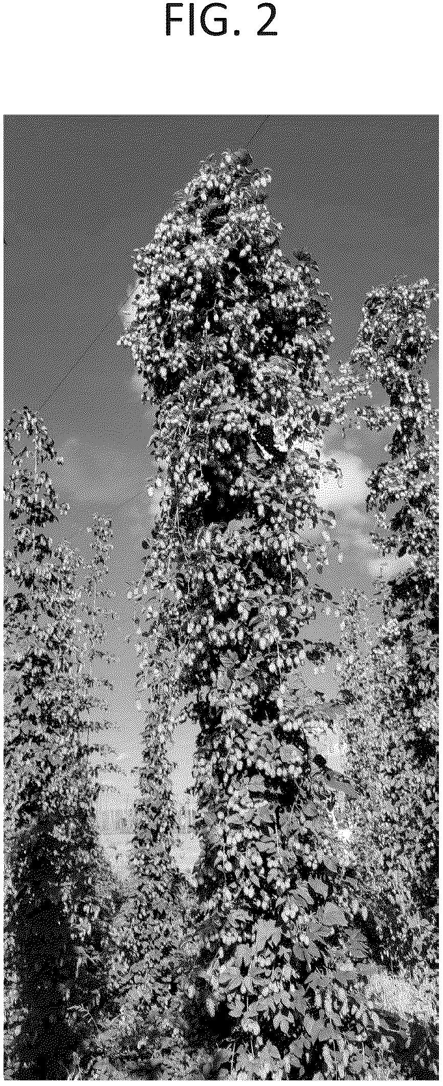 Patent USPP036734 Figure 2 – Hop plant named ‘IH151343’
