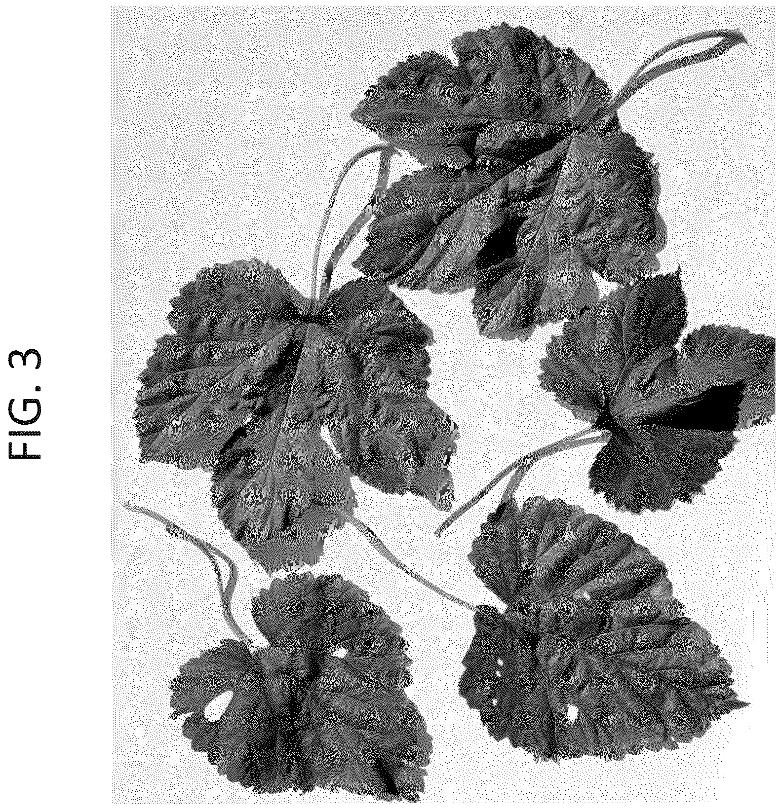 Patent USPP036734 Figure 3 – Hop plant named ‘IH151343’