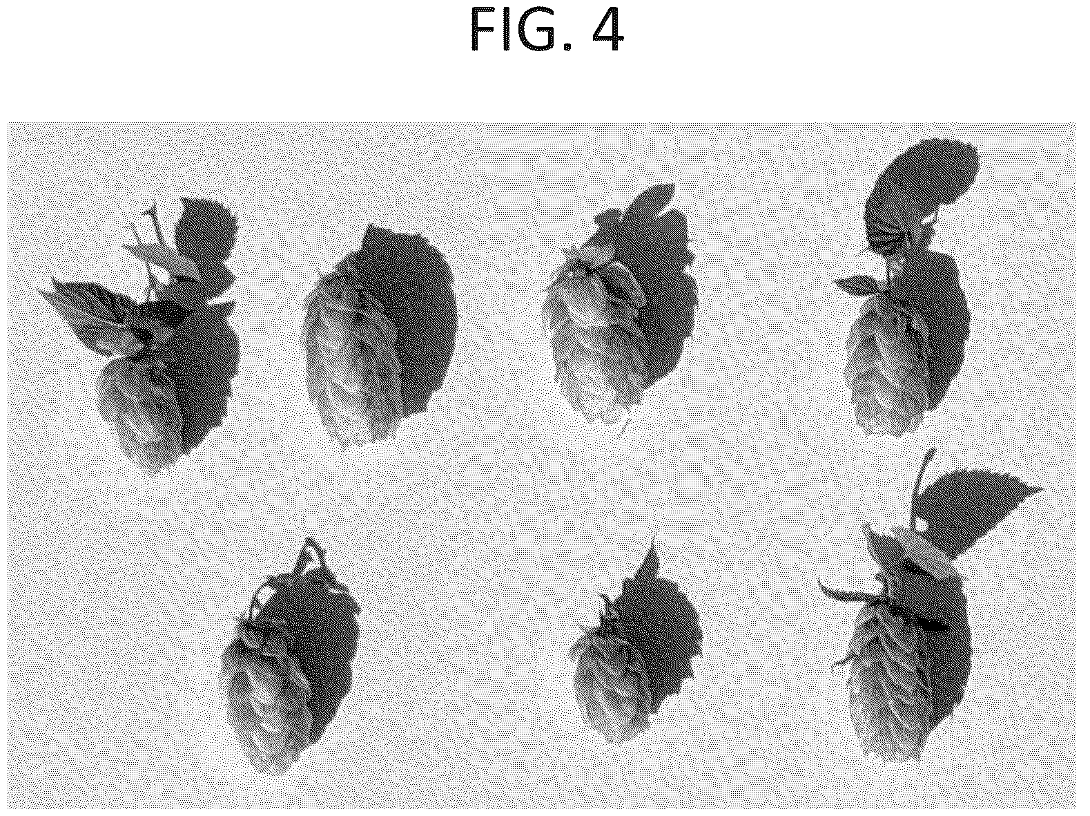 Patent USPP036734 Figure 4 – Hop plant named ‘IH151343’