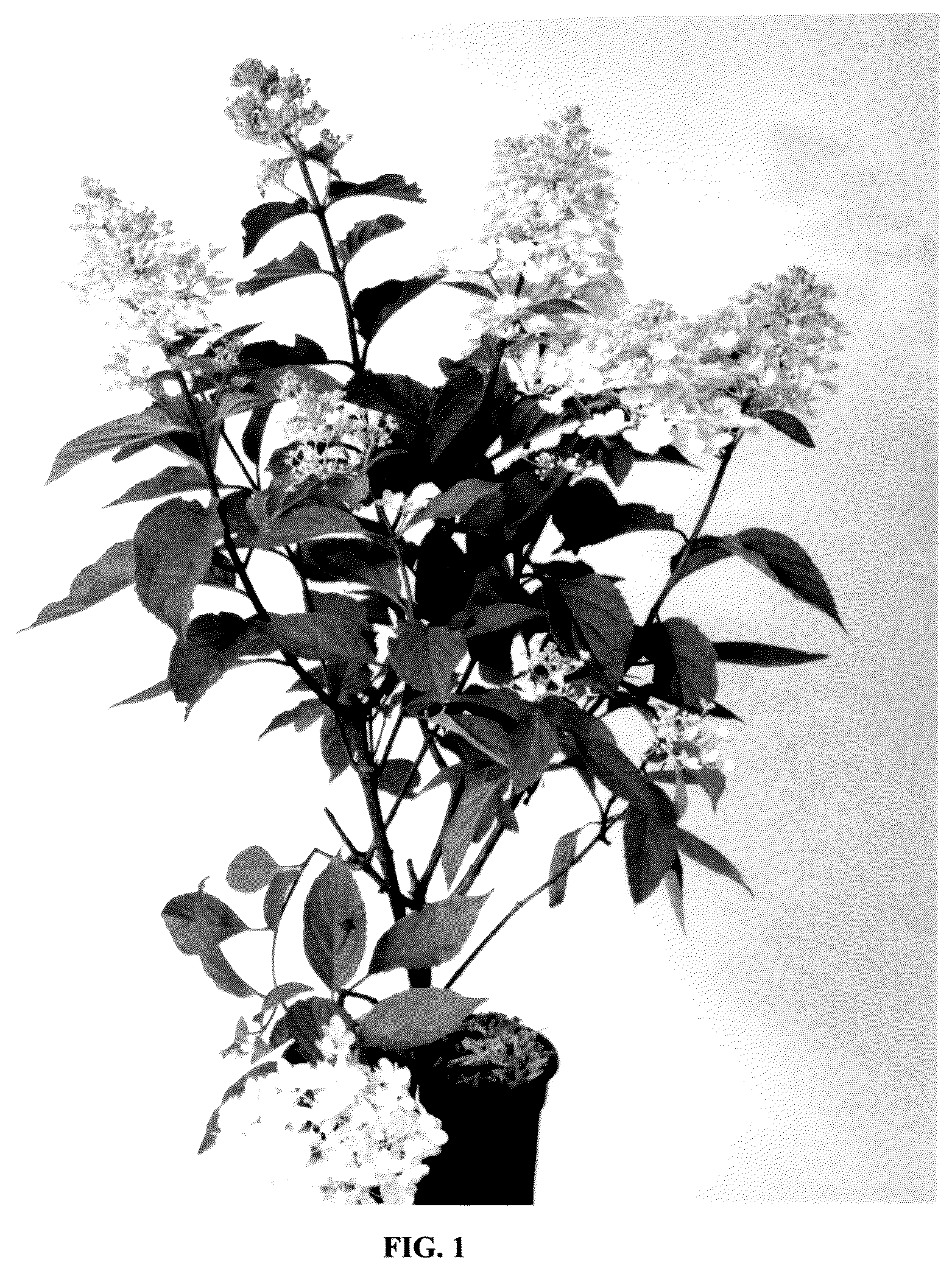 Patent USPP036735 Figure 1 – Hydrangea plant named ‘Bokomabo’