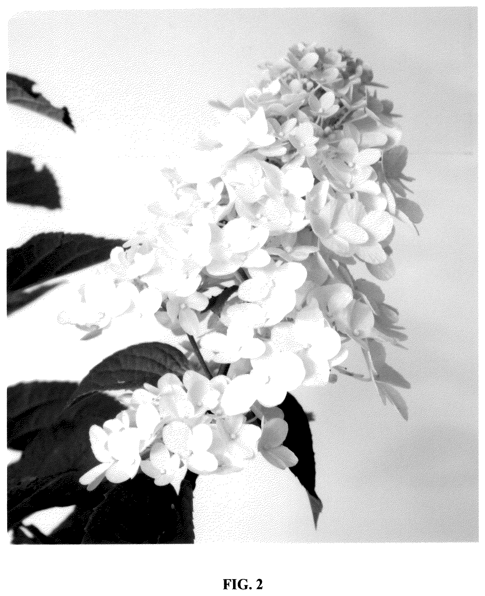 Patent USPP036735 Figure 2 – Hydrangea plant named ‘Bokomabo’