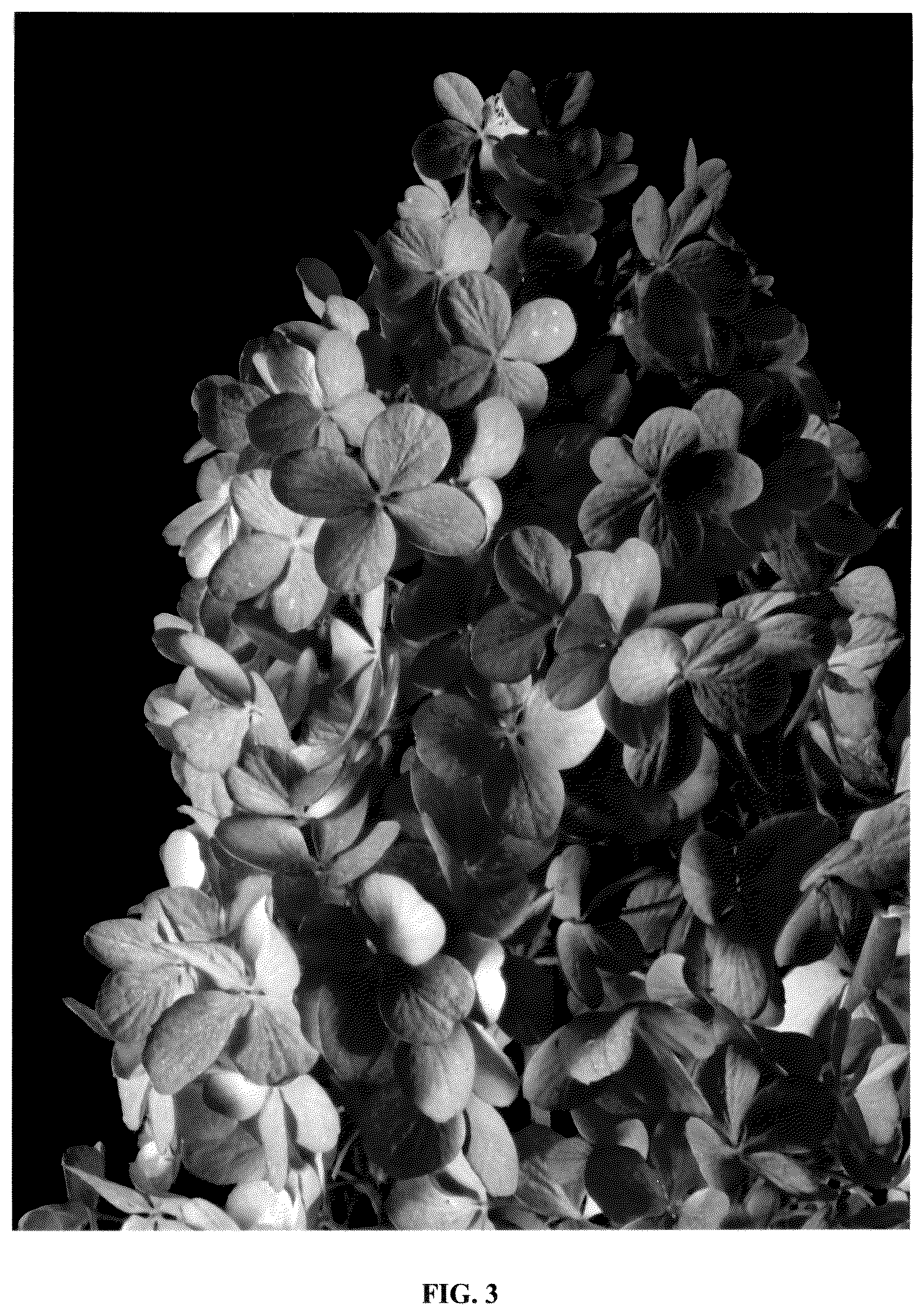 Patent USPP036735 Figure 3 – Hydrangea plant named ‘Bokomabo’
