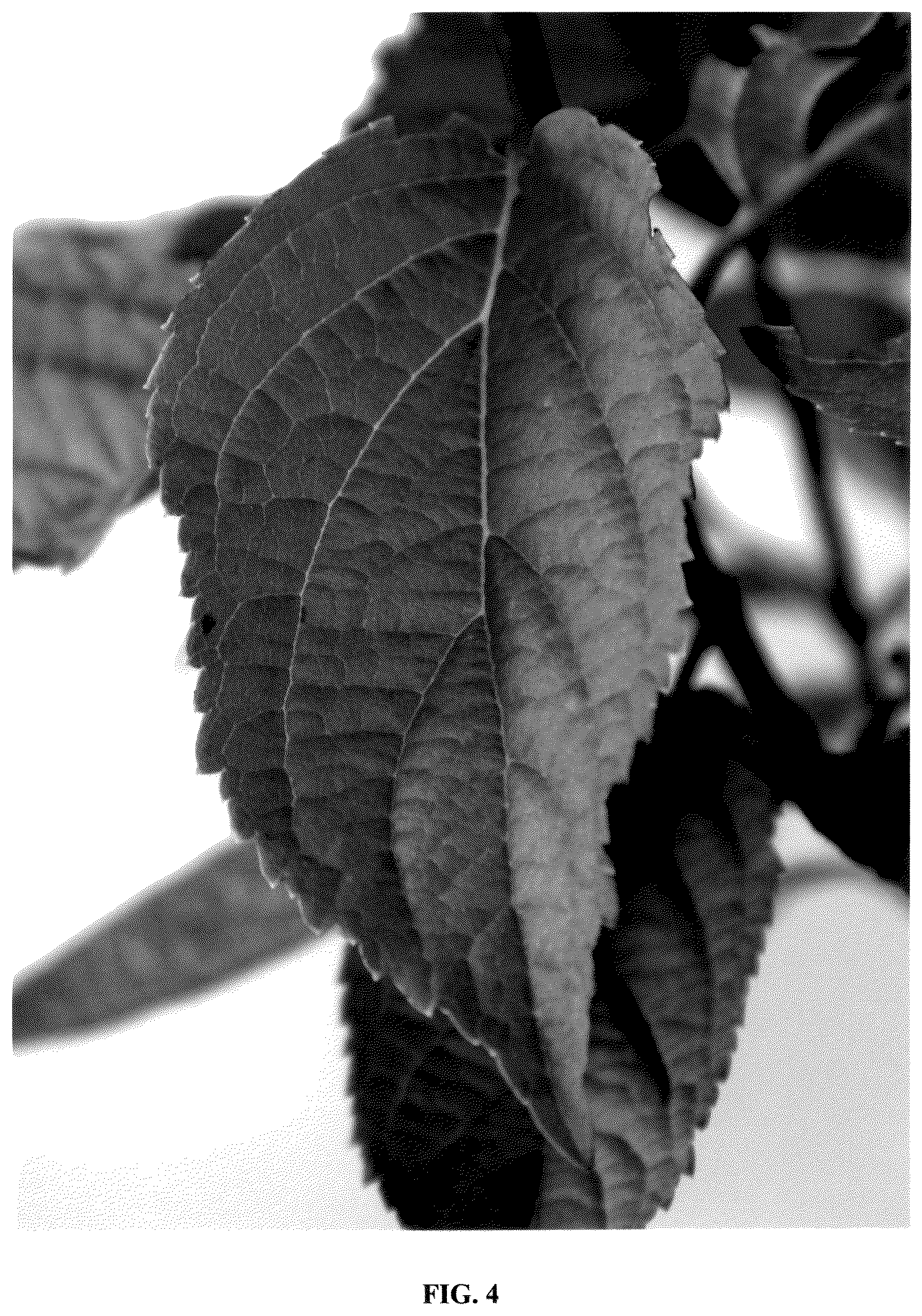 Patent USPP036735 Figure 4 – Hydrangea plant named ‘Bokomabo’