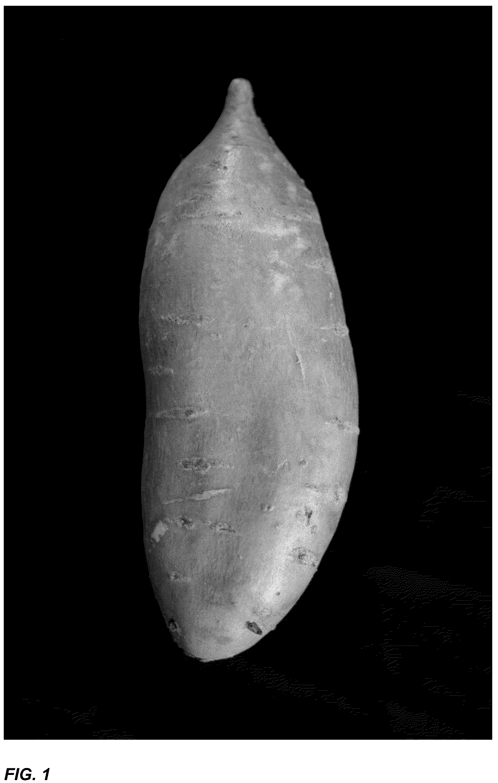 Patent USPP036736 Figure 1 – Sweetpotato plant named ‘LA18-100’