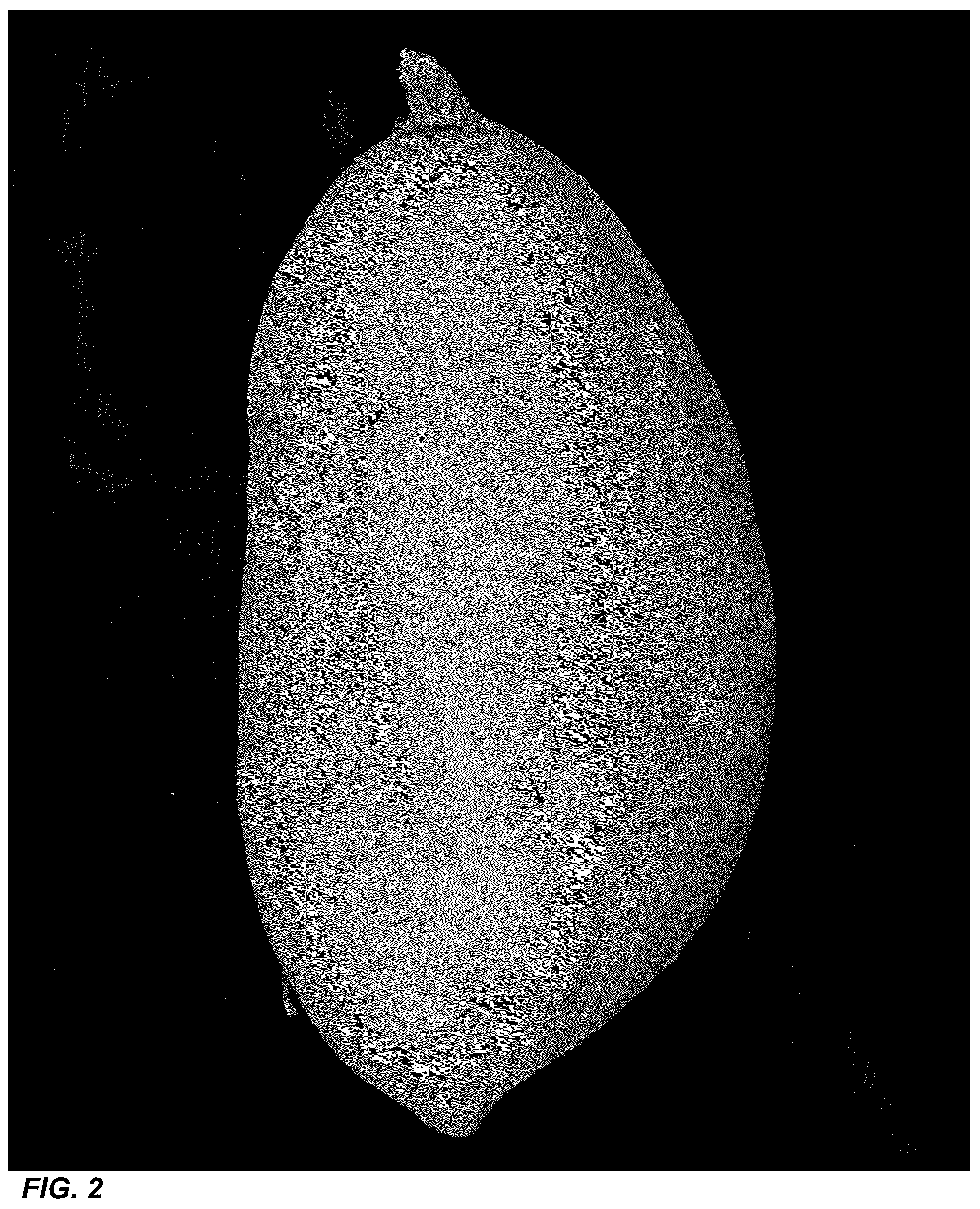 Patent USPP036736 Figure 2 – Sweetpotato plant named ‘LA18-100’