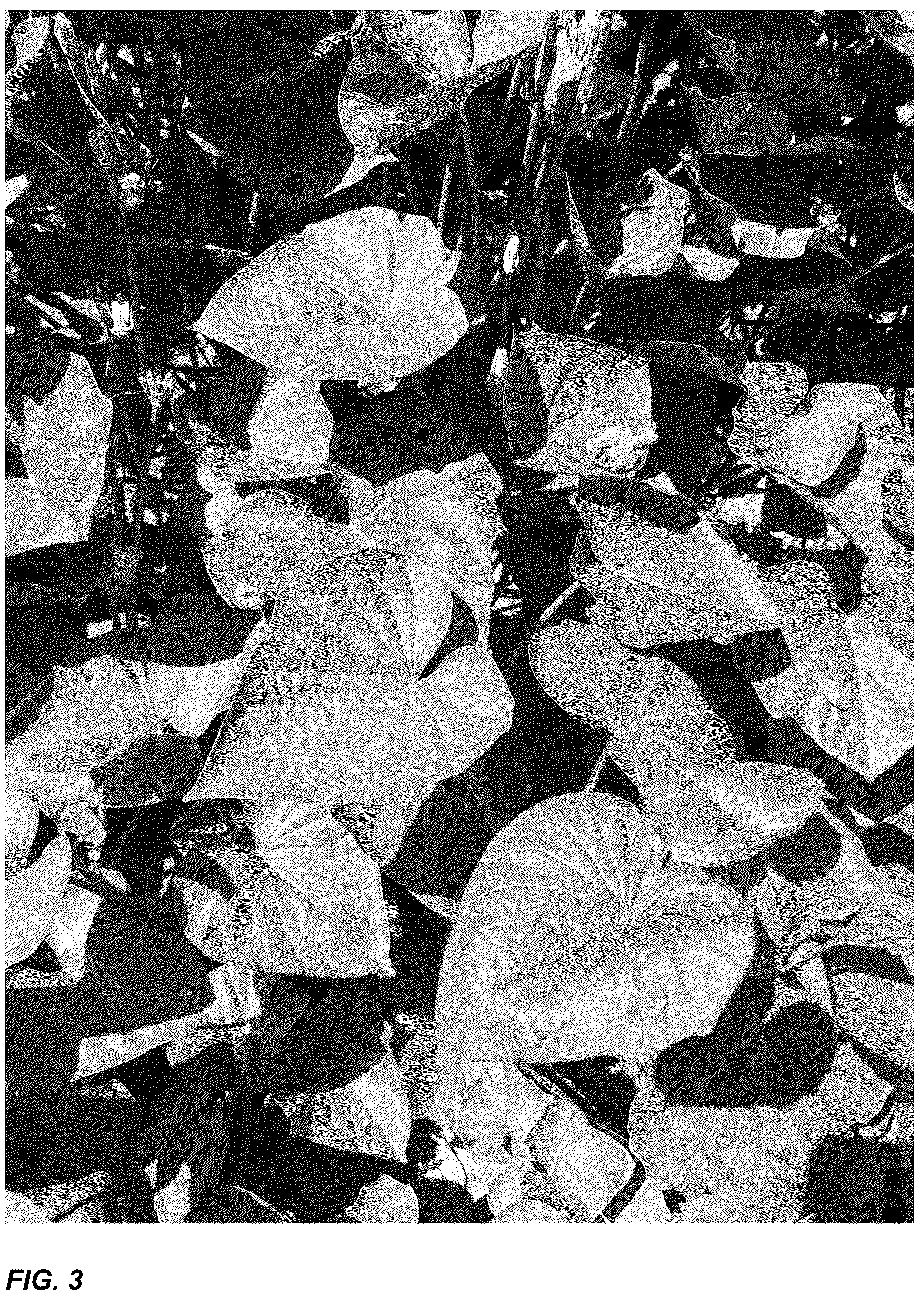 Patent USPP036736 Figure 3 – Sweetpotato plant named ‘LA18-100’