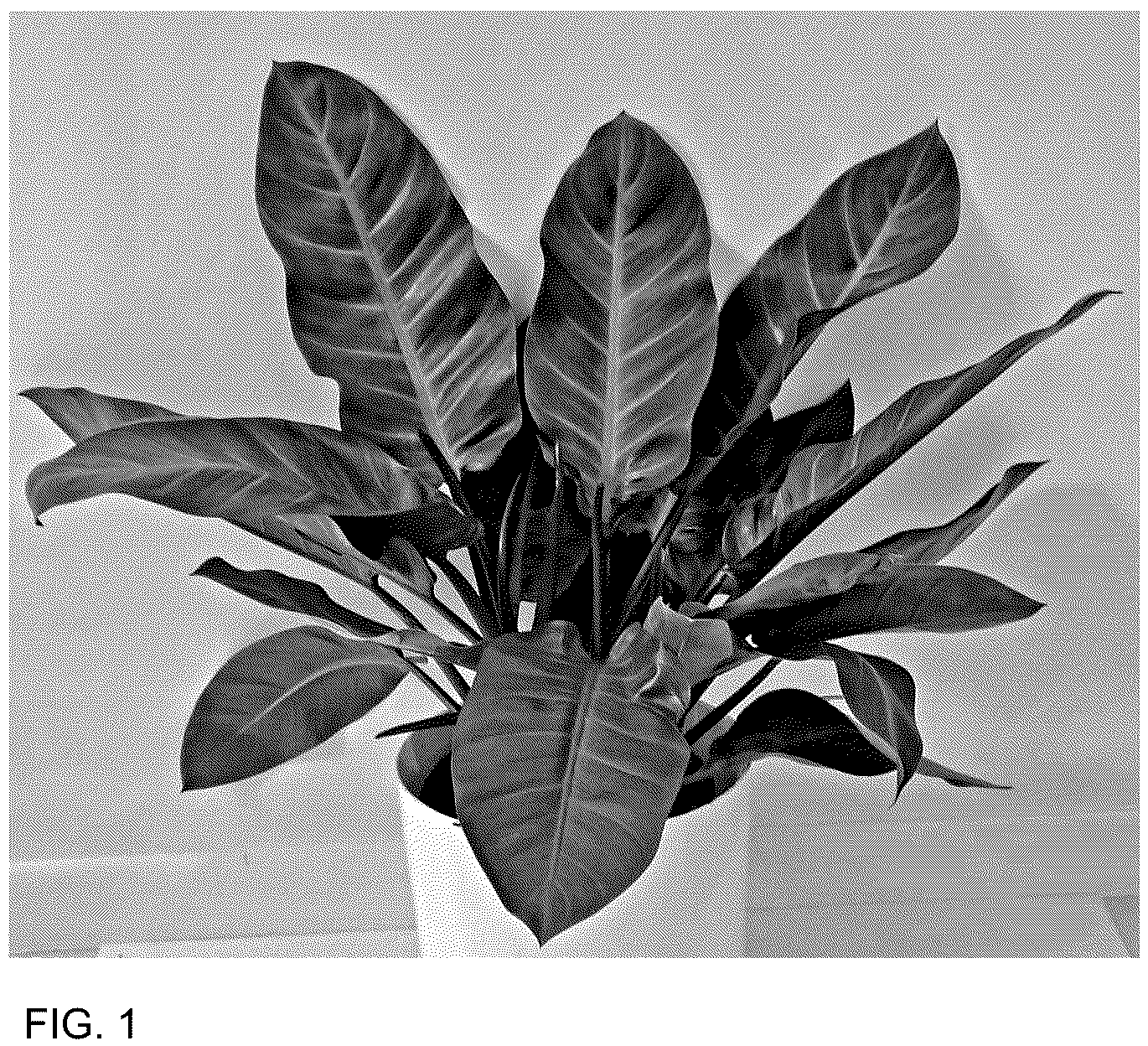 Patent USPP036737 Figure 1 – Philodendron plant named ‘MUKCHOC’