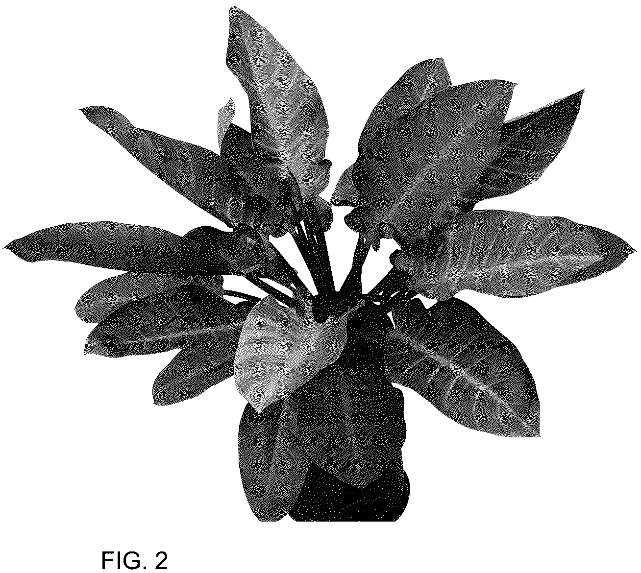 Patent USPP036737 Figure 2 – Philodendron plant named ‘MUKCHOC’