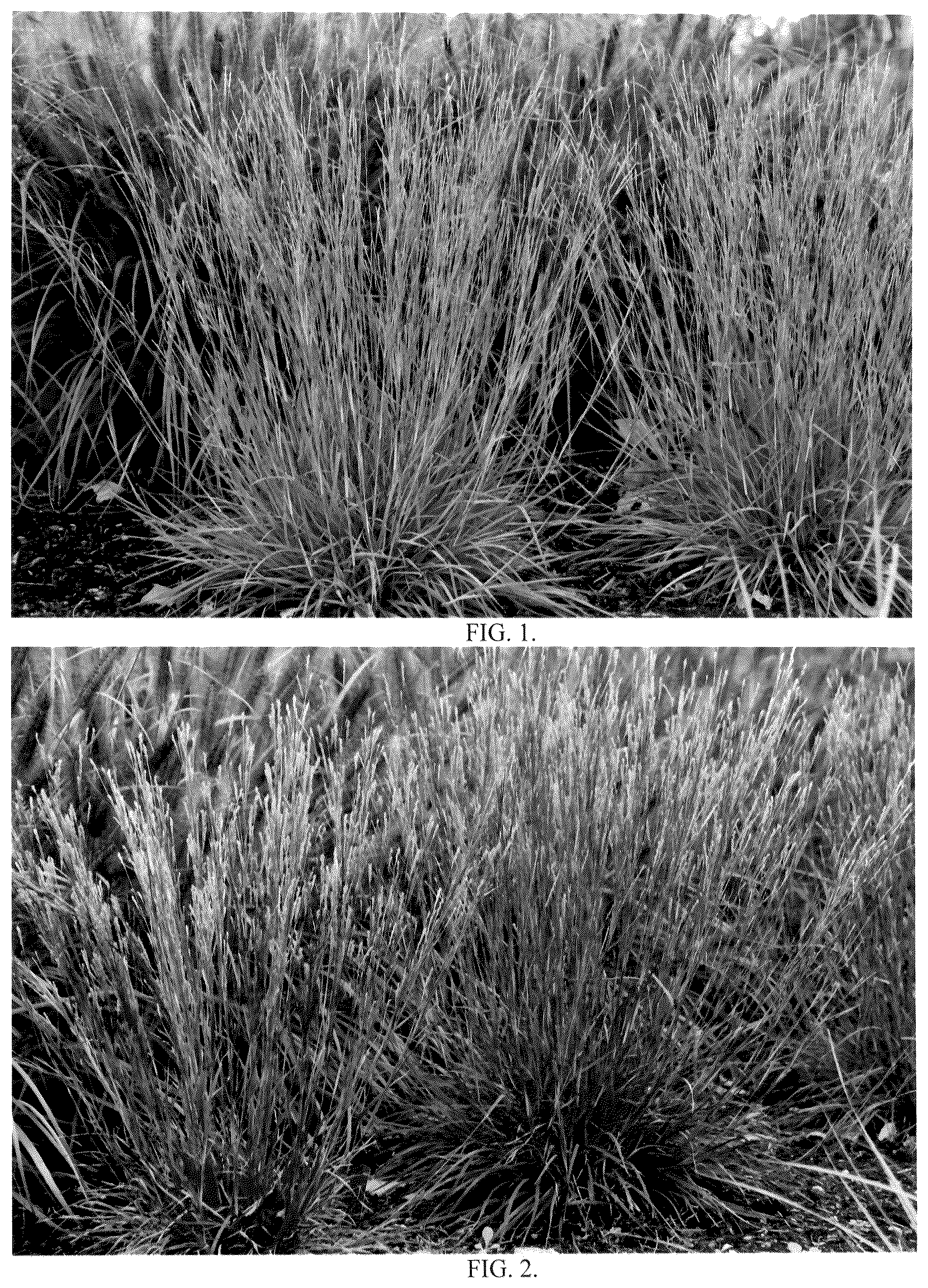 Patent USPP036738 Figure 1 – Schizachyrium grass named ‘Little Red Fox’
