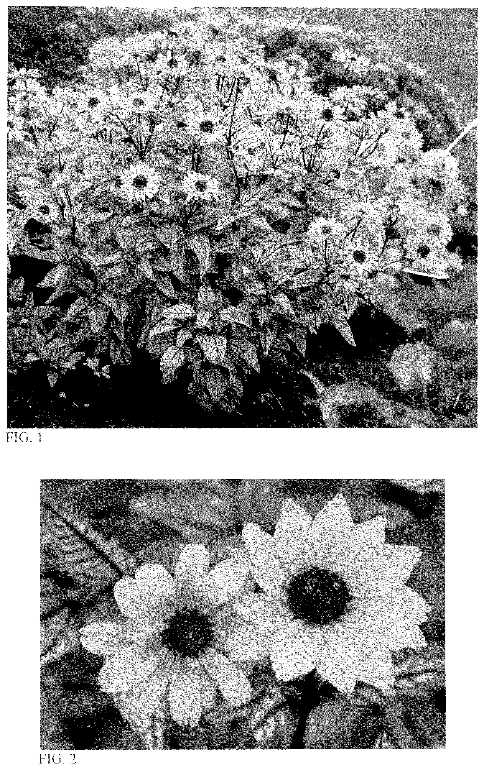 Patent USPP036739 Figure 1 – Heliopsis plant named ‘Touch of Blush’