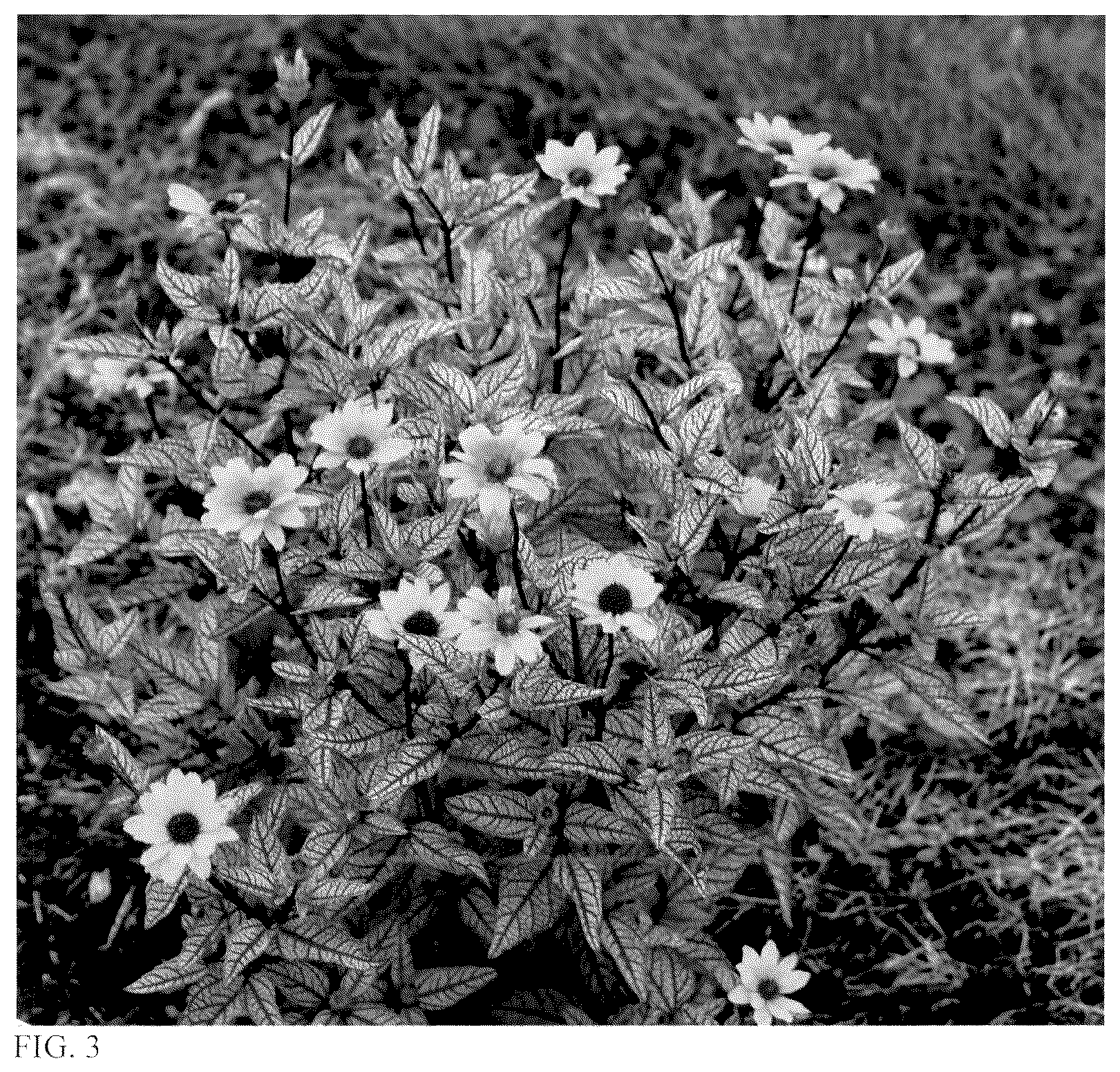 Patent USPP036739 Figure 2 – Heliopsis plant named ‘Touch of Blush’