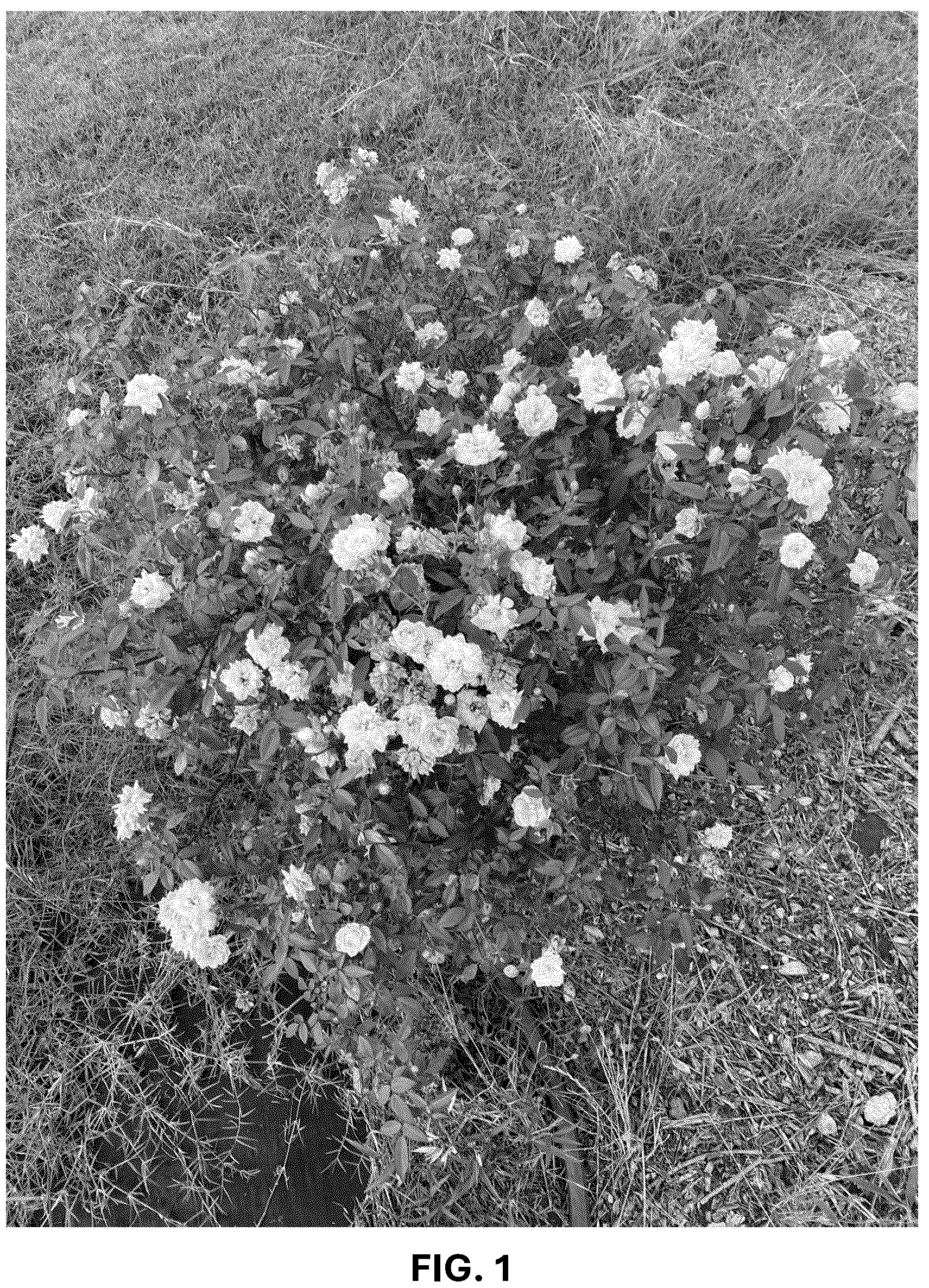 Patent USPP036740 Figure 1 – Shrub rose plant named ‘ARE24PMMN’