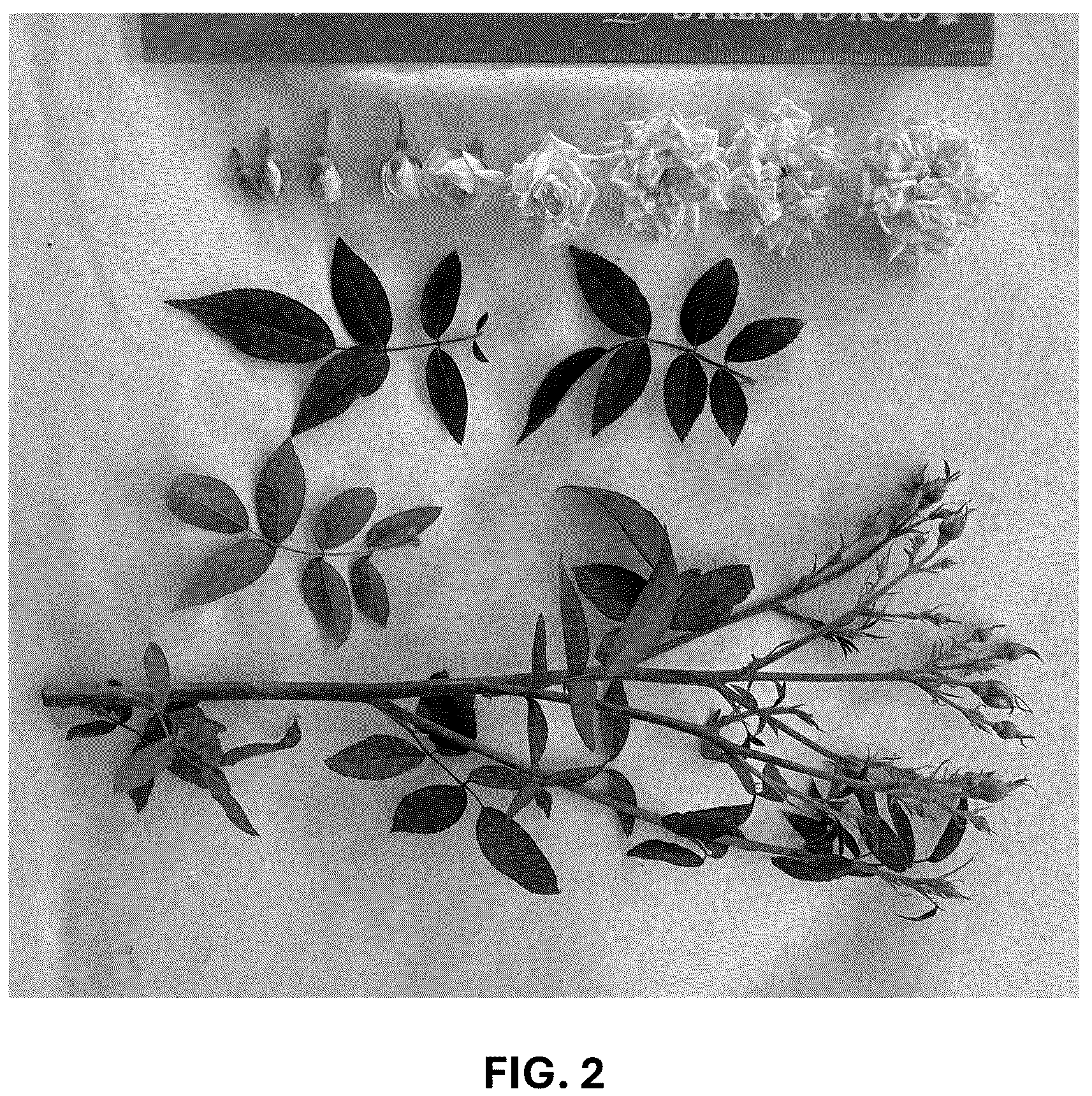 Patent USPP036740 Figure 2 – Shrub rose plant named ‘ARE24PMMN’