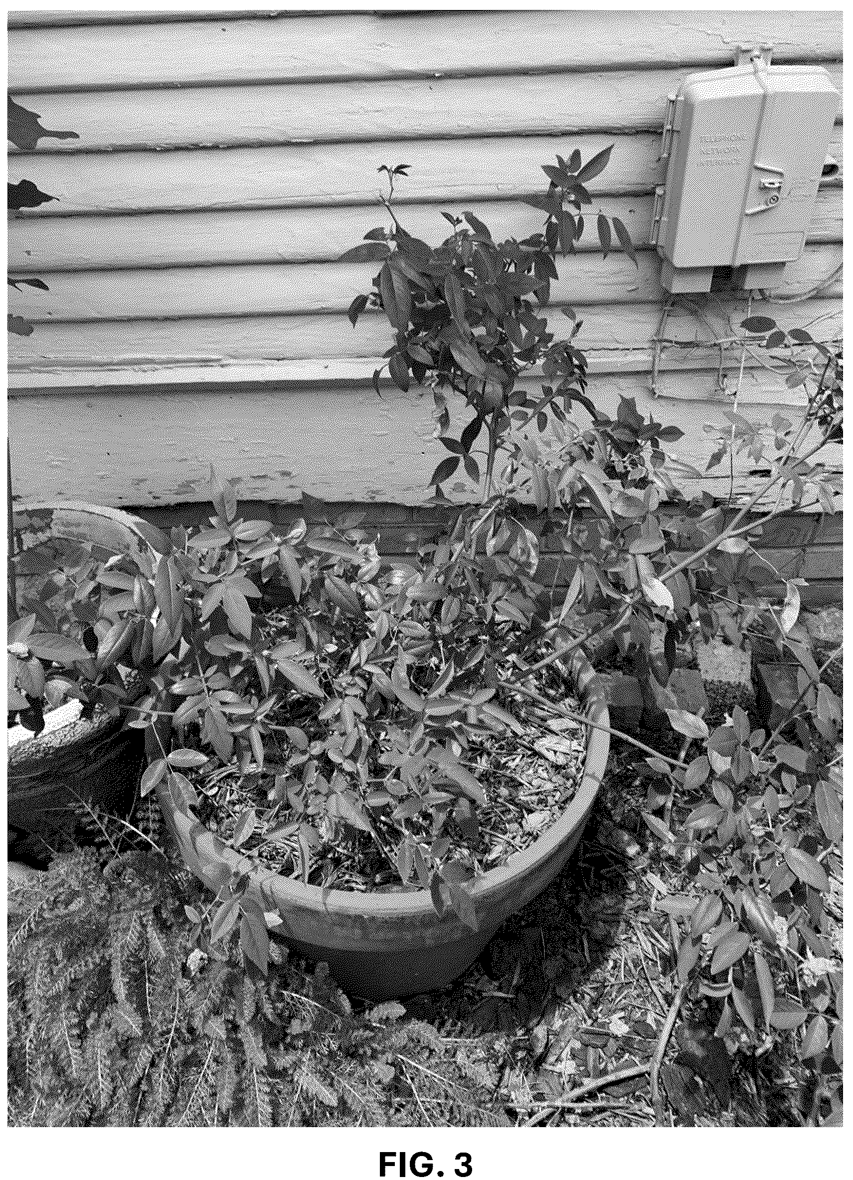 Patent USPP036740 Figure 3 – Shrub rose plant named ‘ARE24PMMN’