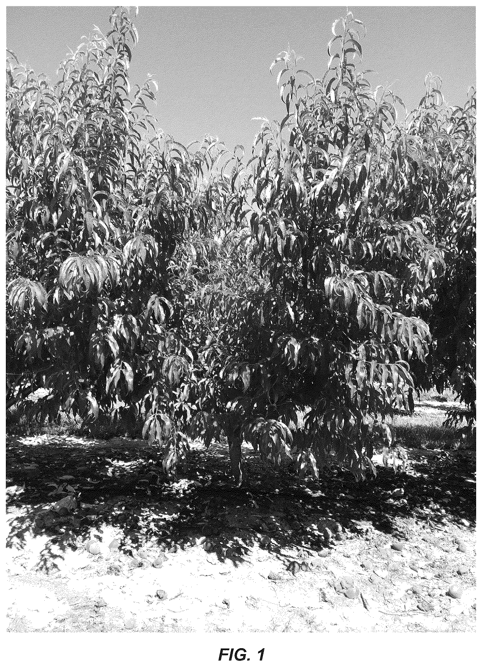 Patent USPP036741 Figure 1 – Peach tree named ‘CaroRes Delight’