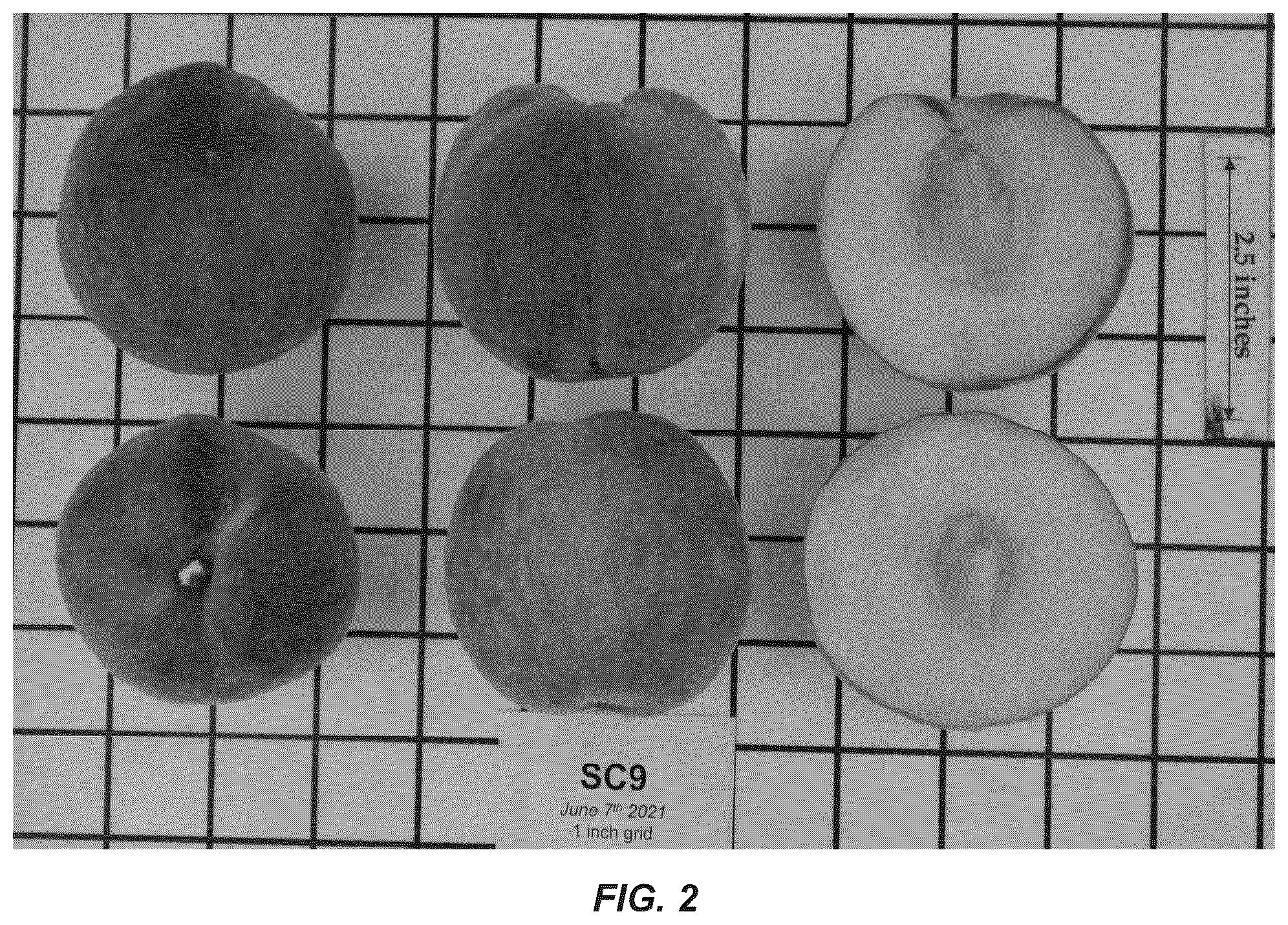 Patent USPP036741 Figure 2 – Peach tree named ‘CaroRes Delight’