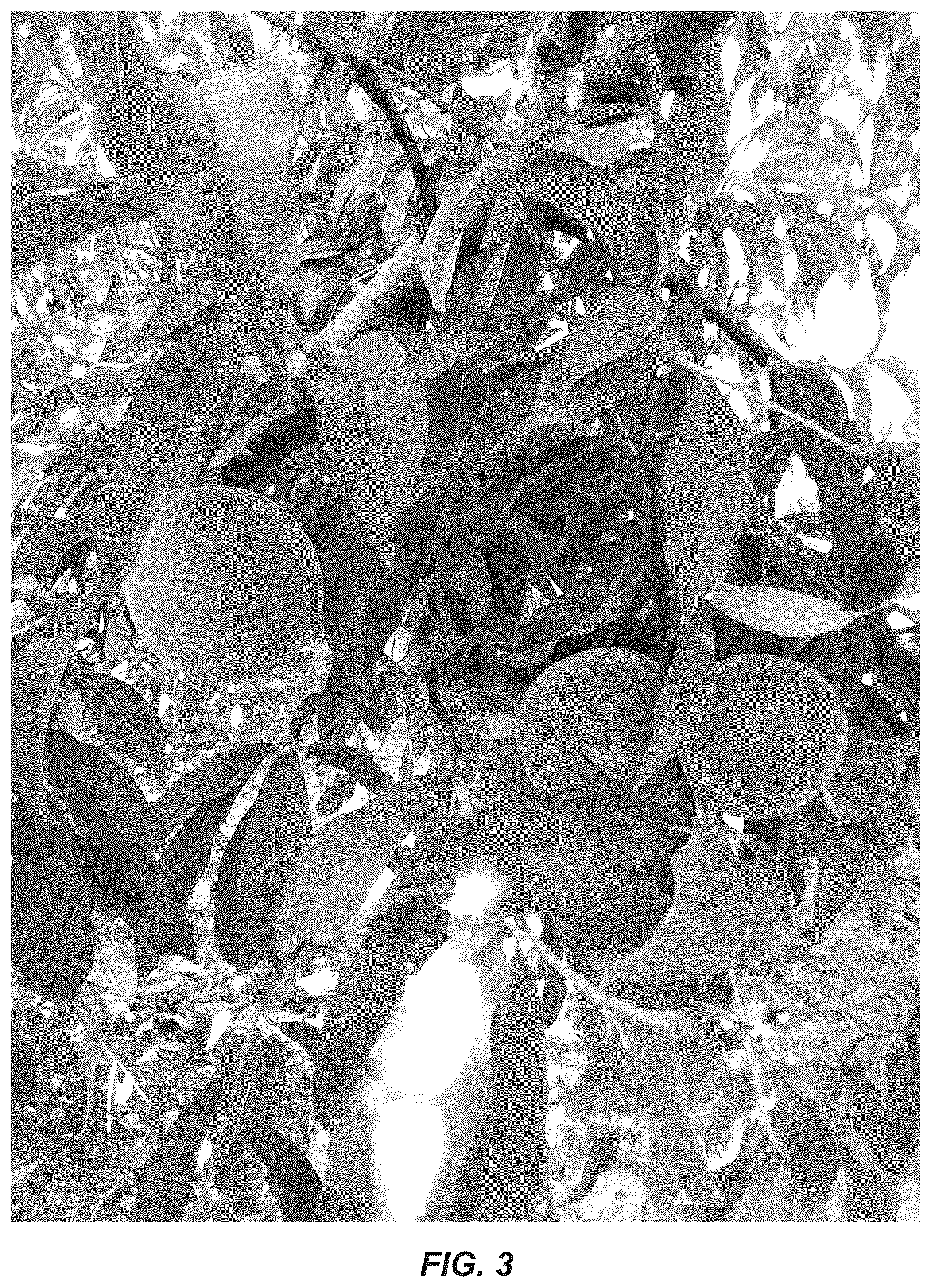 Patent USPP036741 Figure 3 – Peach tree named ‘CaroRes Delight’