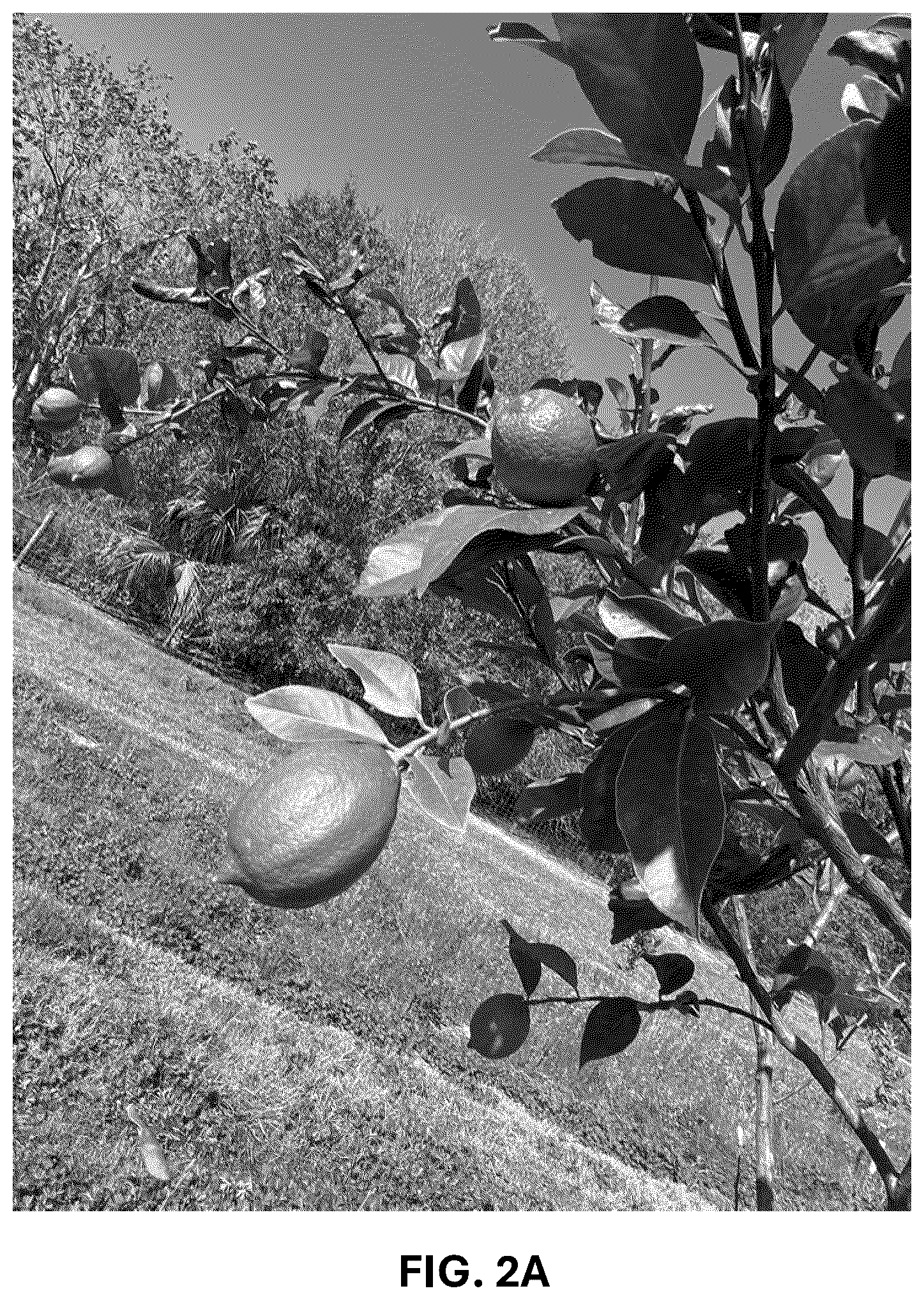 Patent USPP036742 Figure 2 – Lemon plant named ‘CE-D5-1-9-42’
